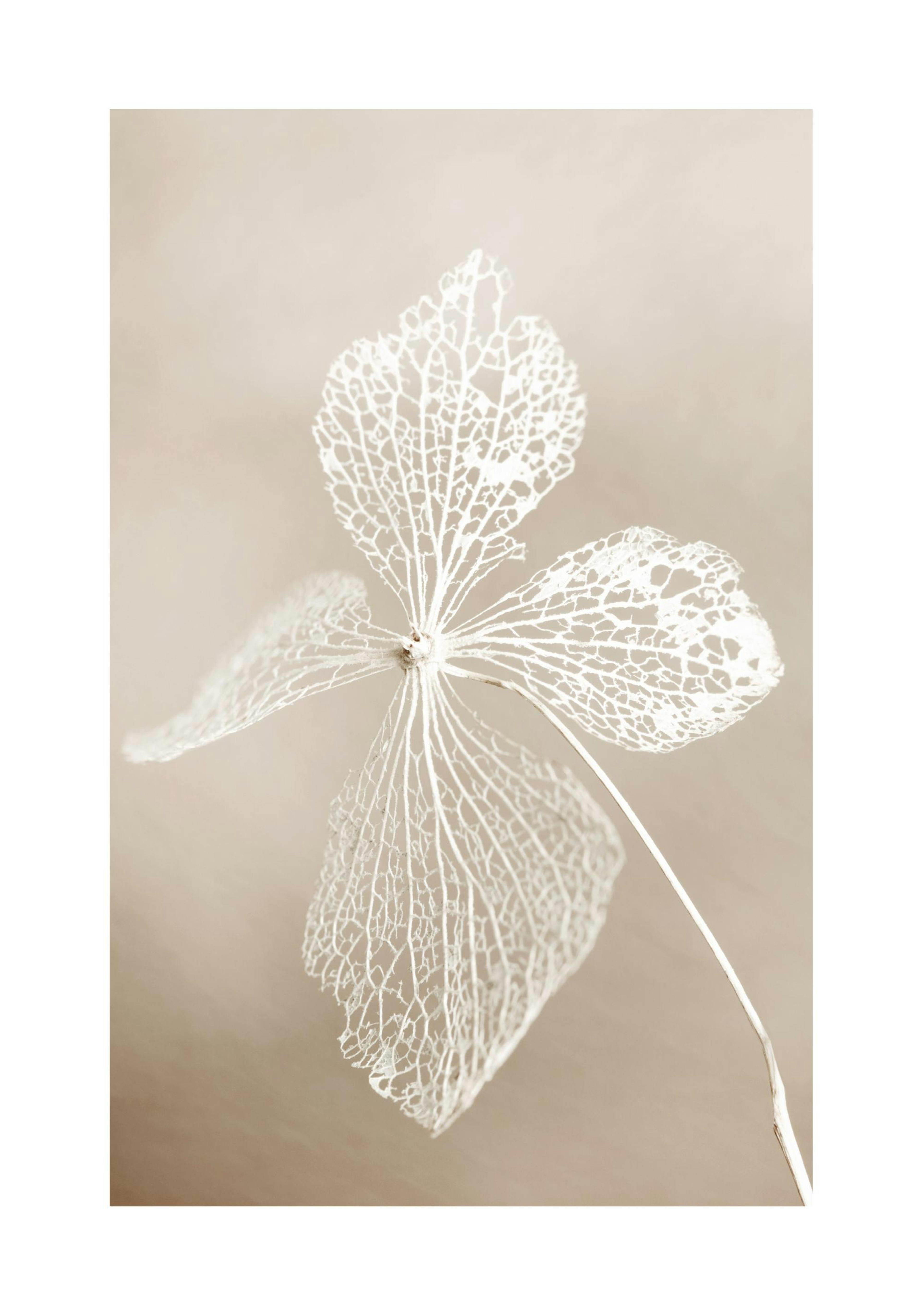 Fleur séchée Poster 0