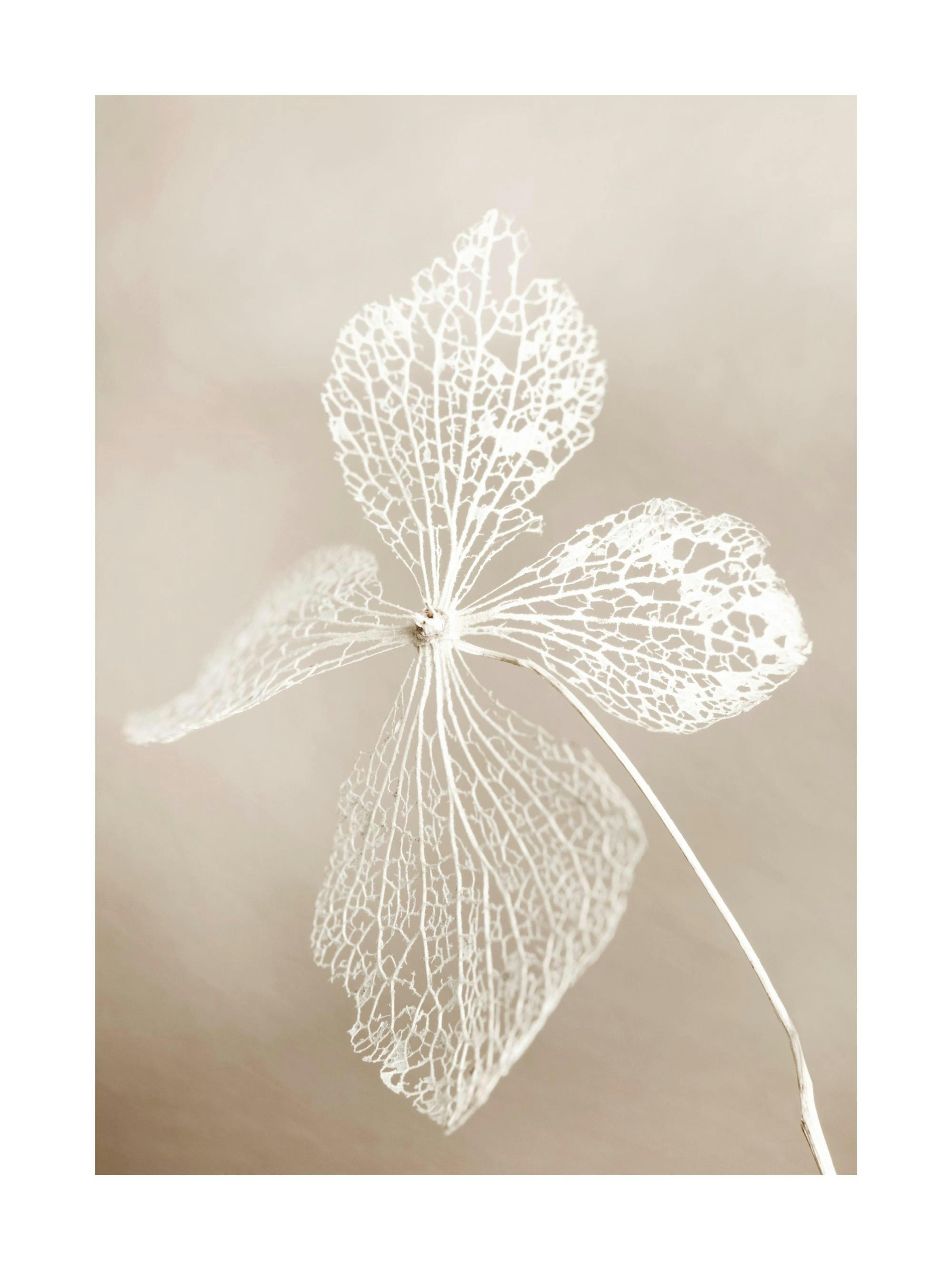 Dried flower Poster 0