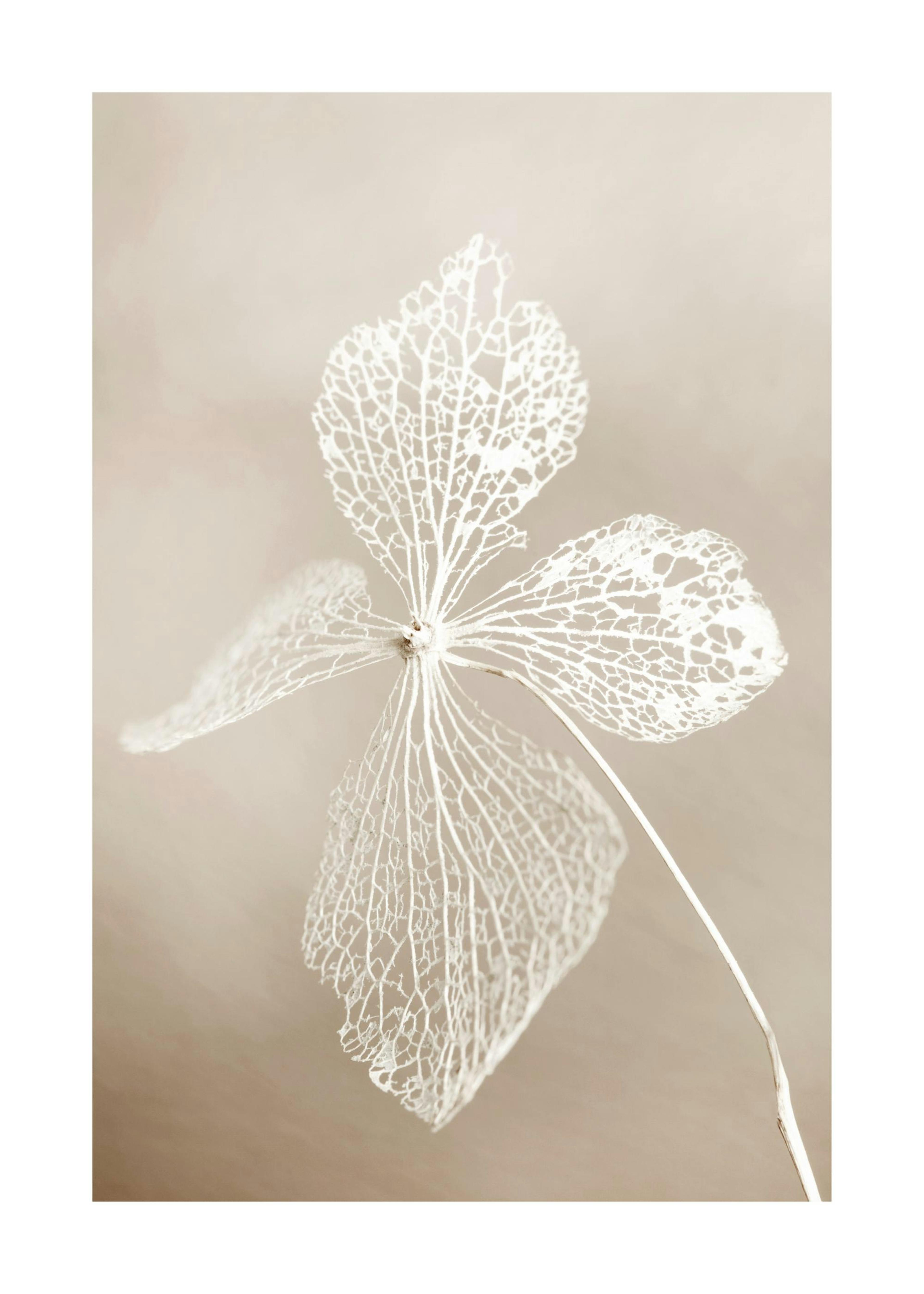 Dried flower Poster 0