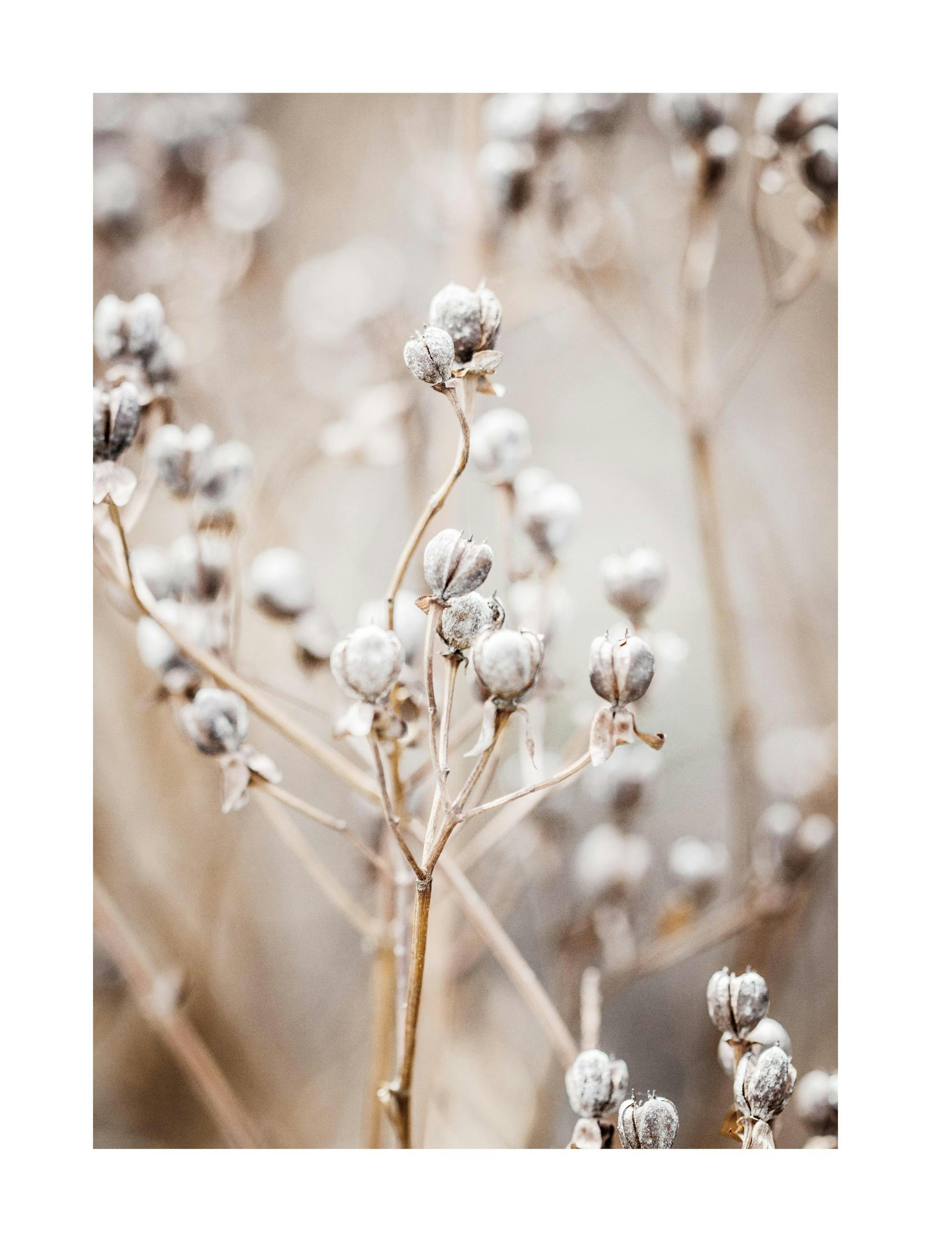 Poster Naturaleza Beige 0