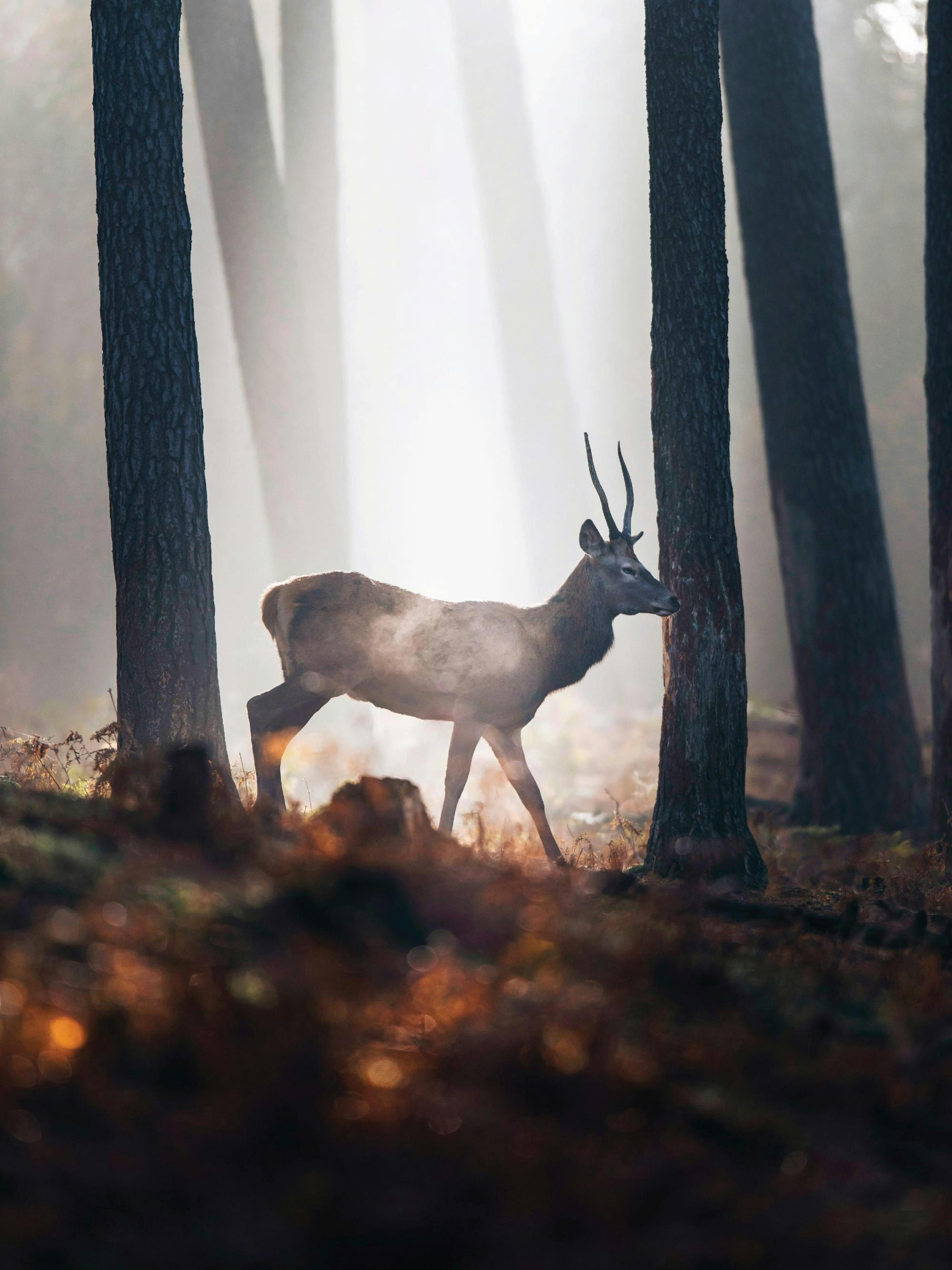 Deer in Forest Poster thumbnail