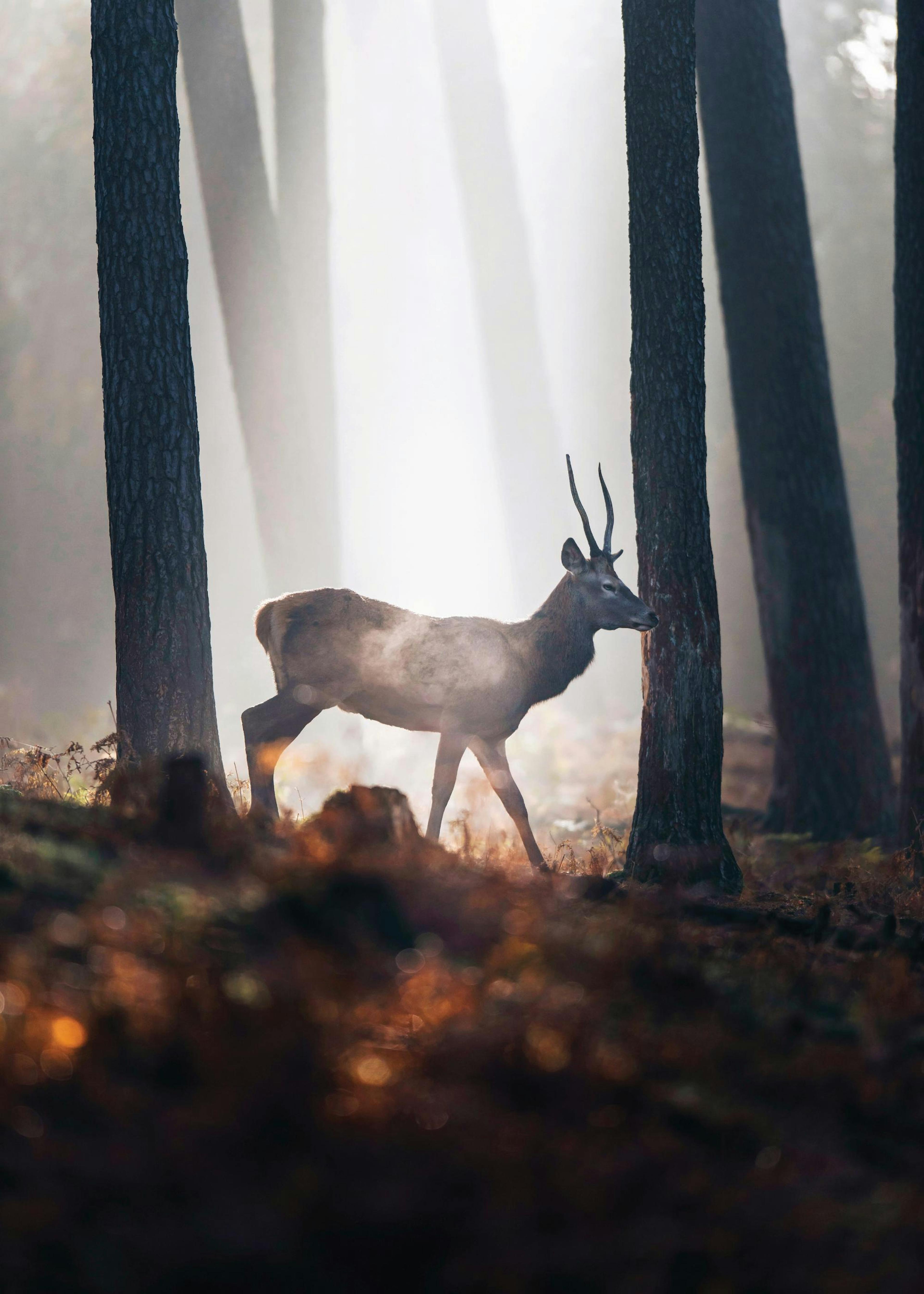 Deer in Forest Poster 0