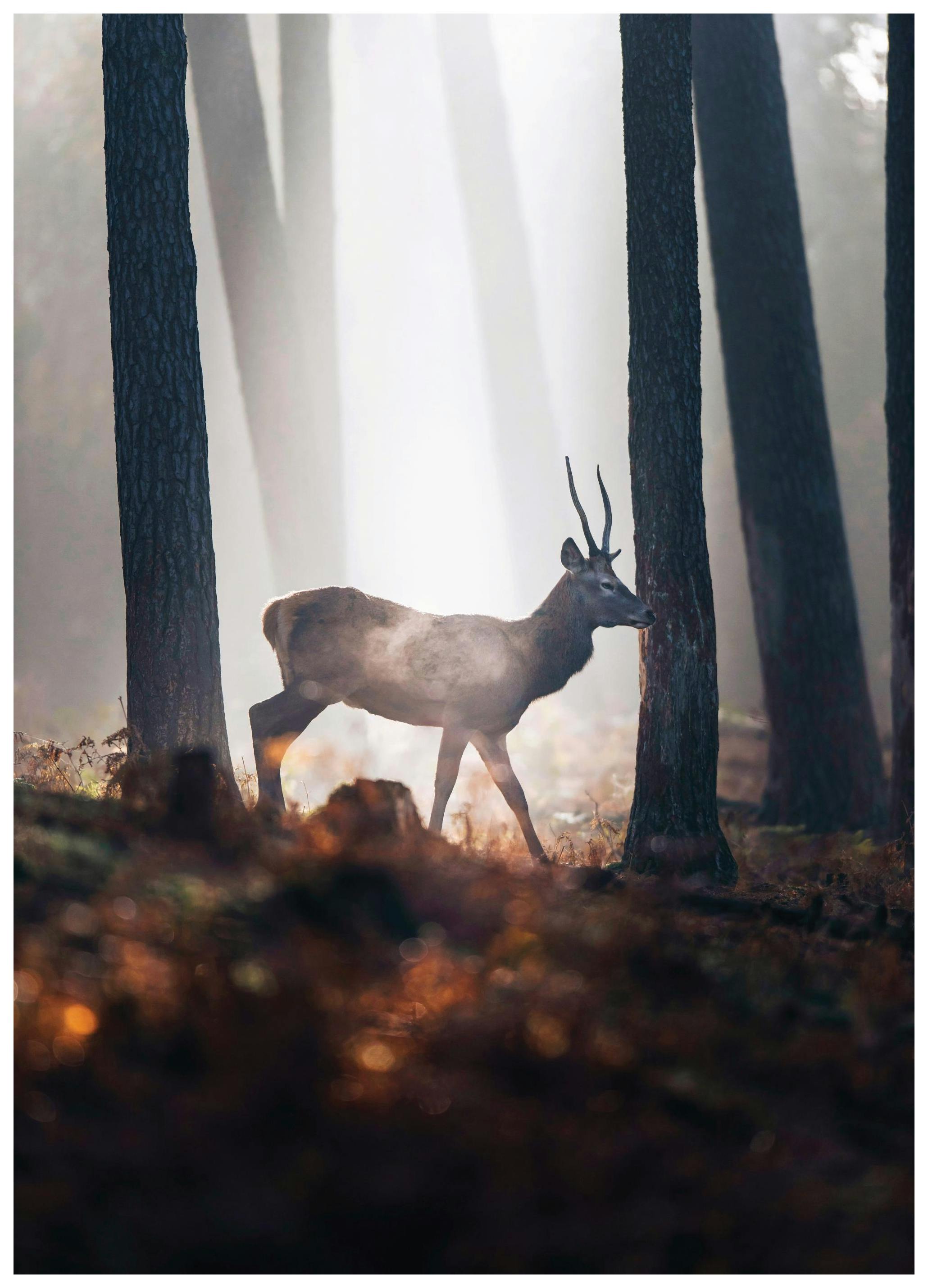 Cerf en forêt Poster (50x70 cm) - Poster Store