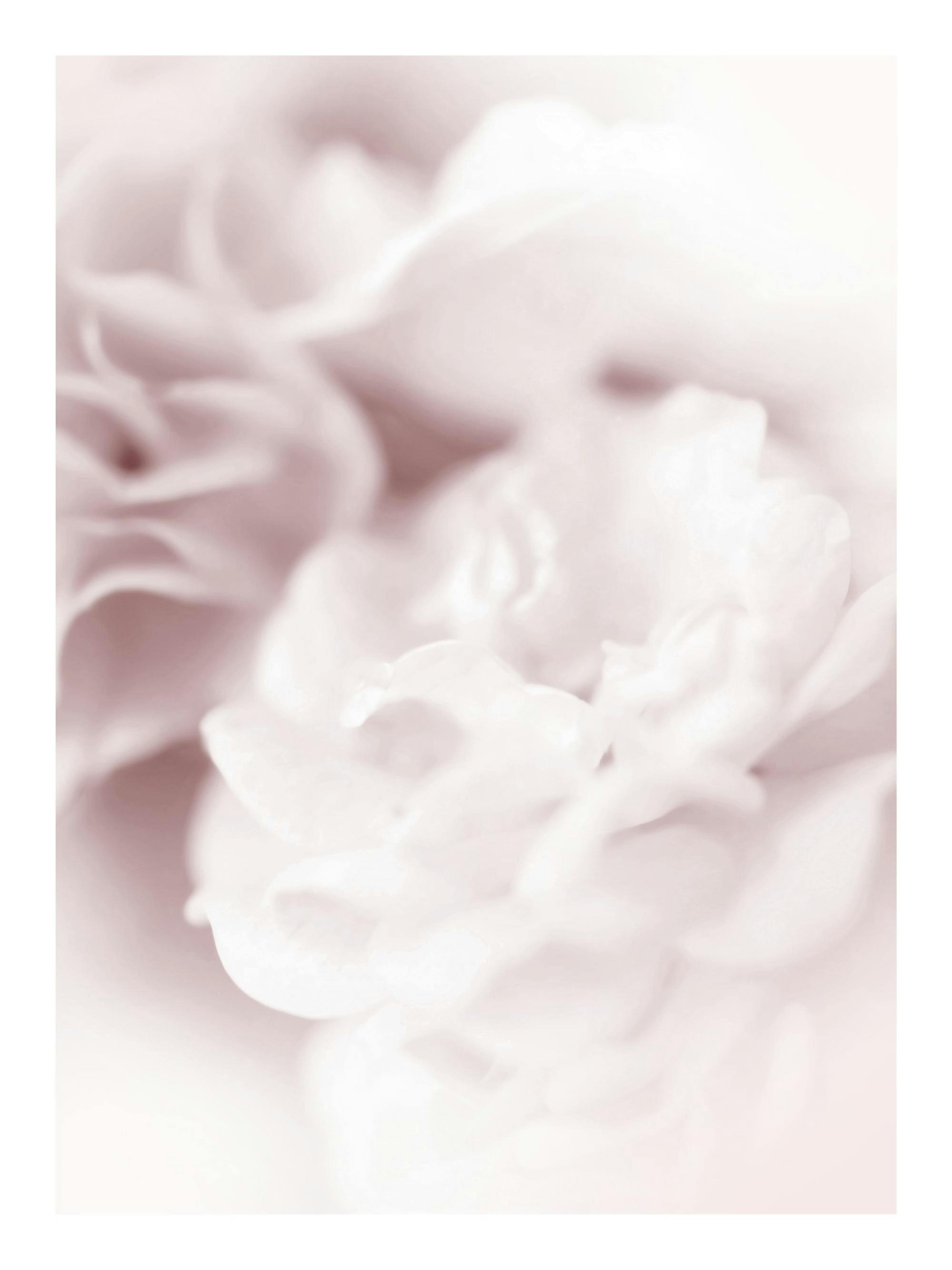 Pearl rose Poster thumbnail