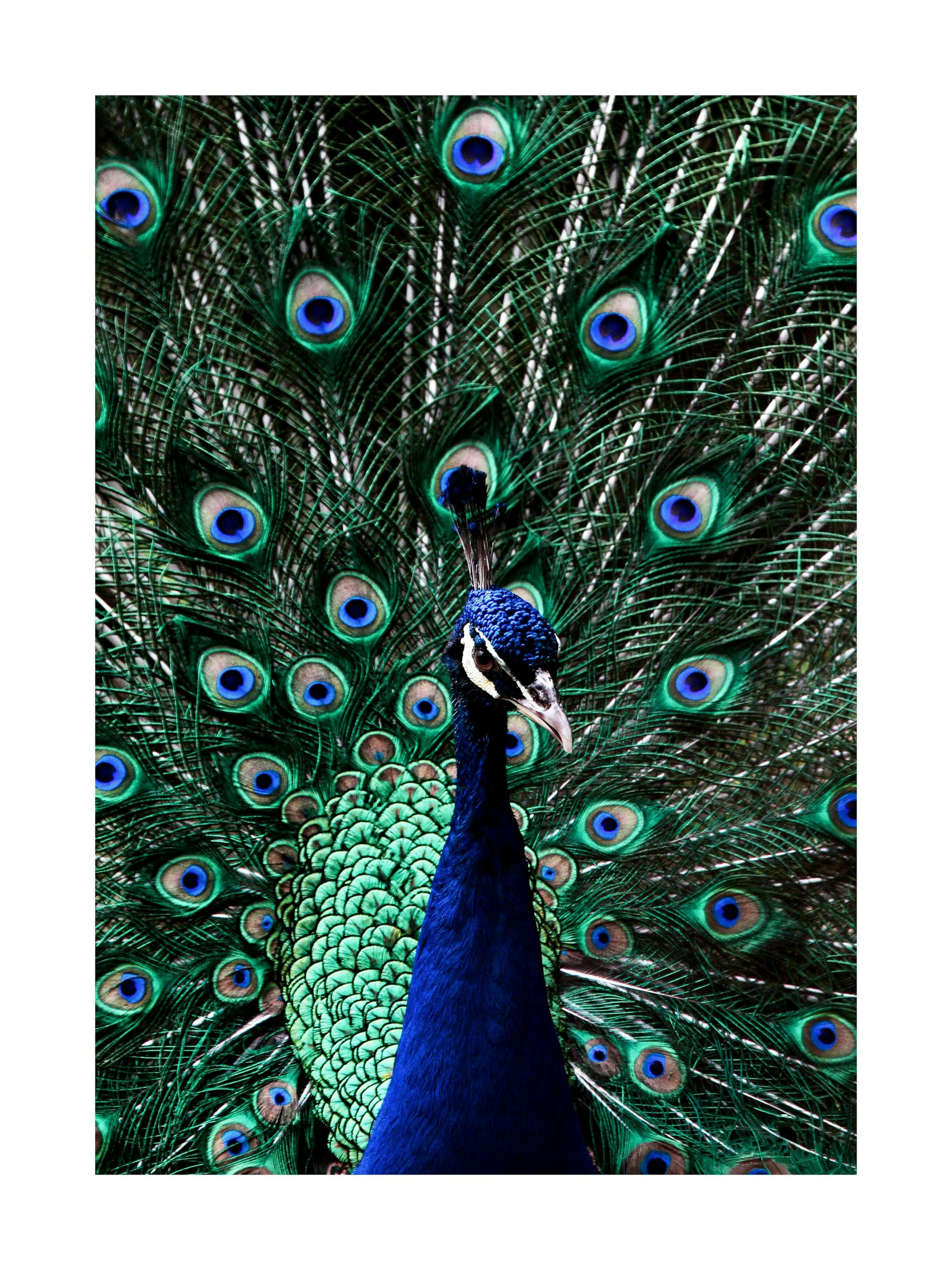Peacock Poster thumbnail
