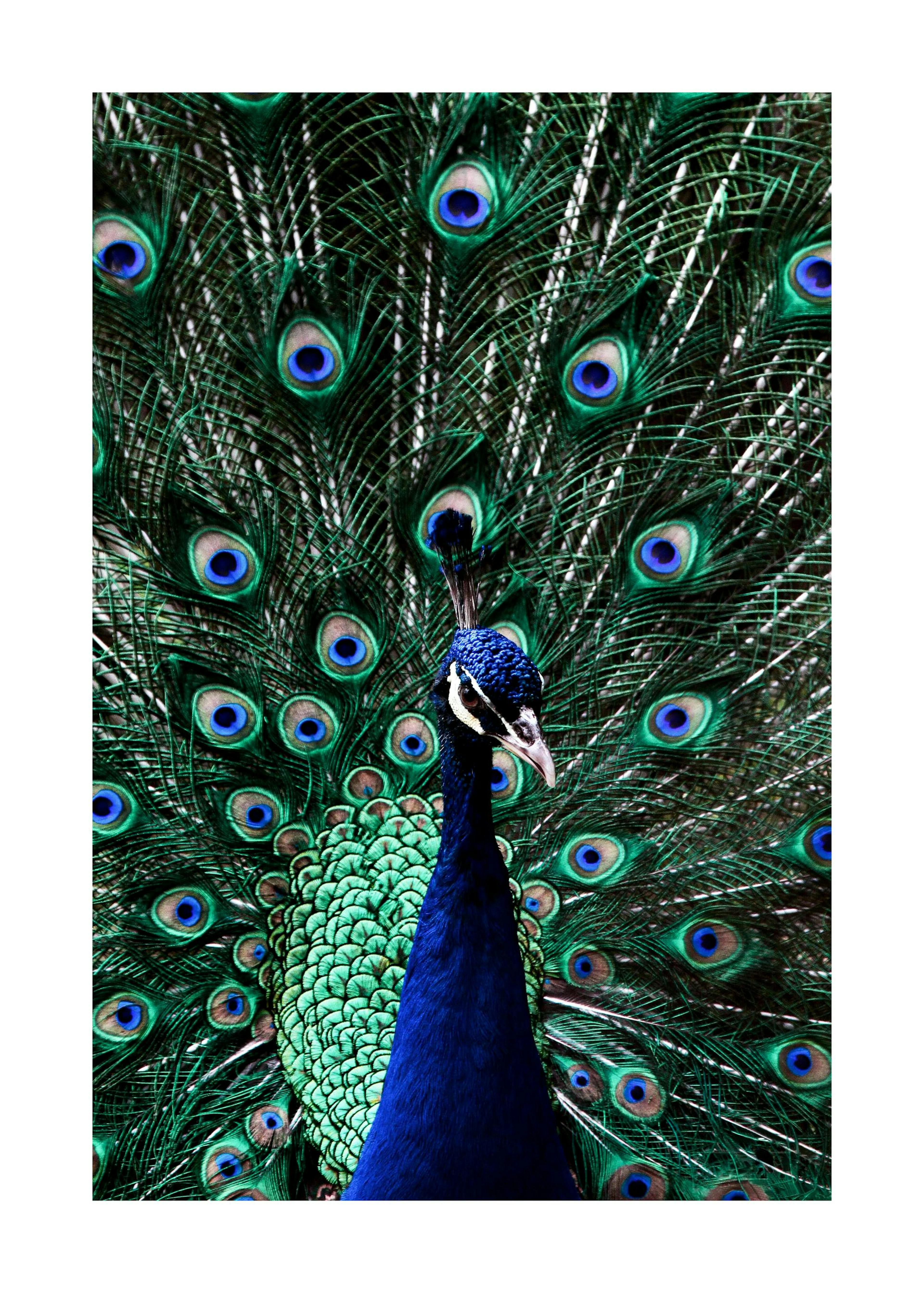 Pavone Poster 0
