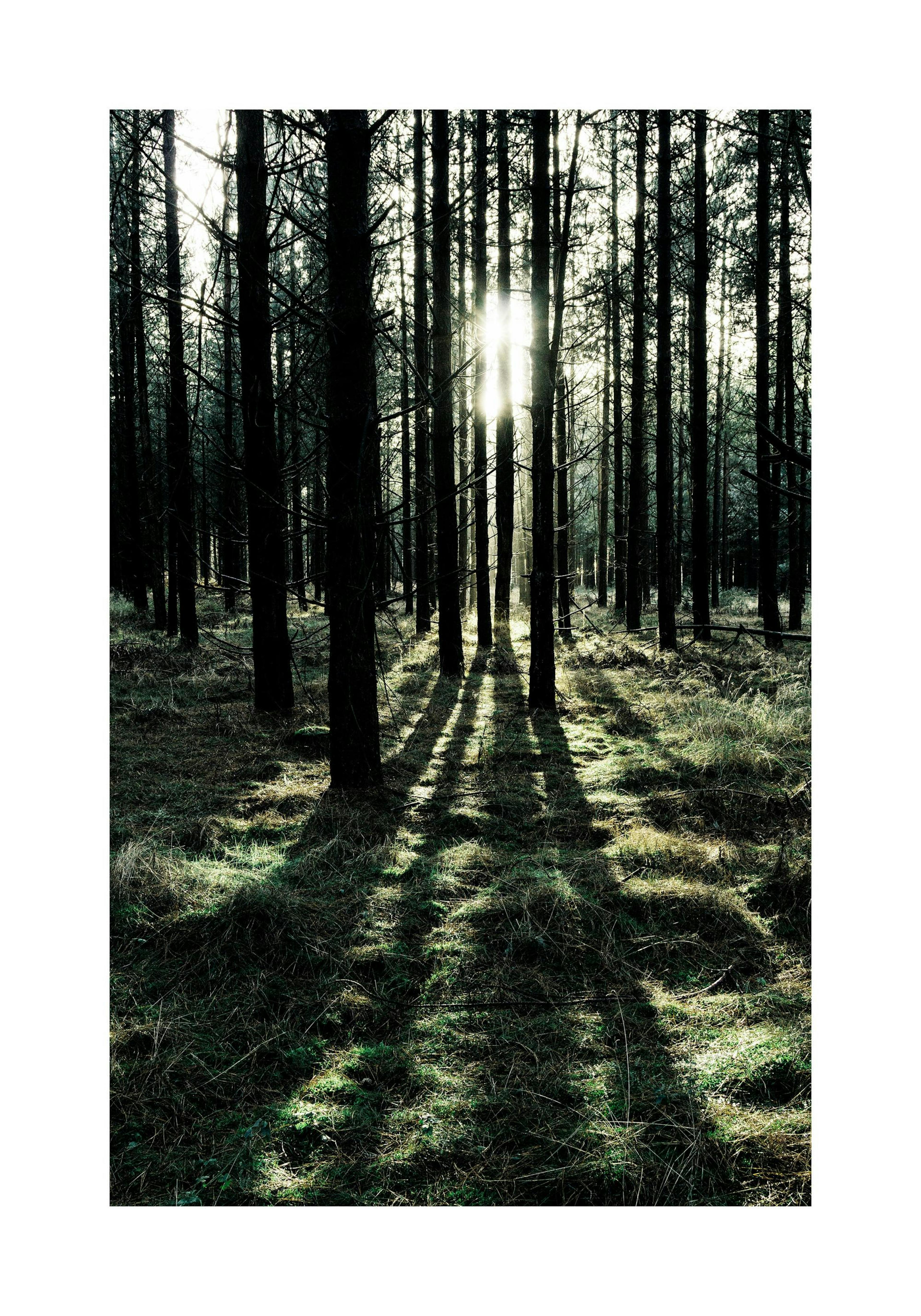 Forest Sunlight Poster thumbnail
