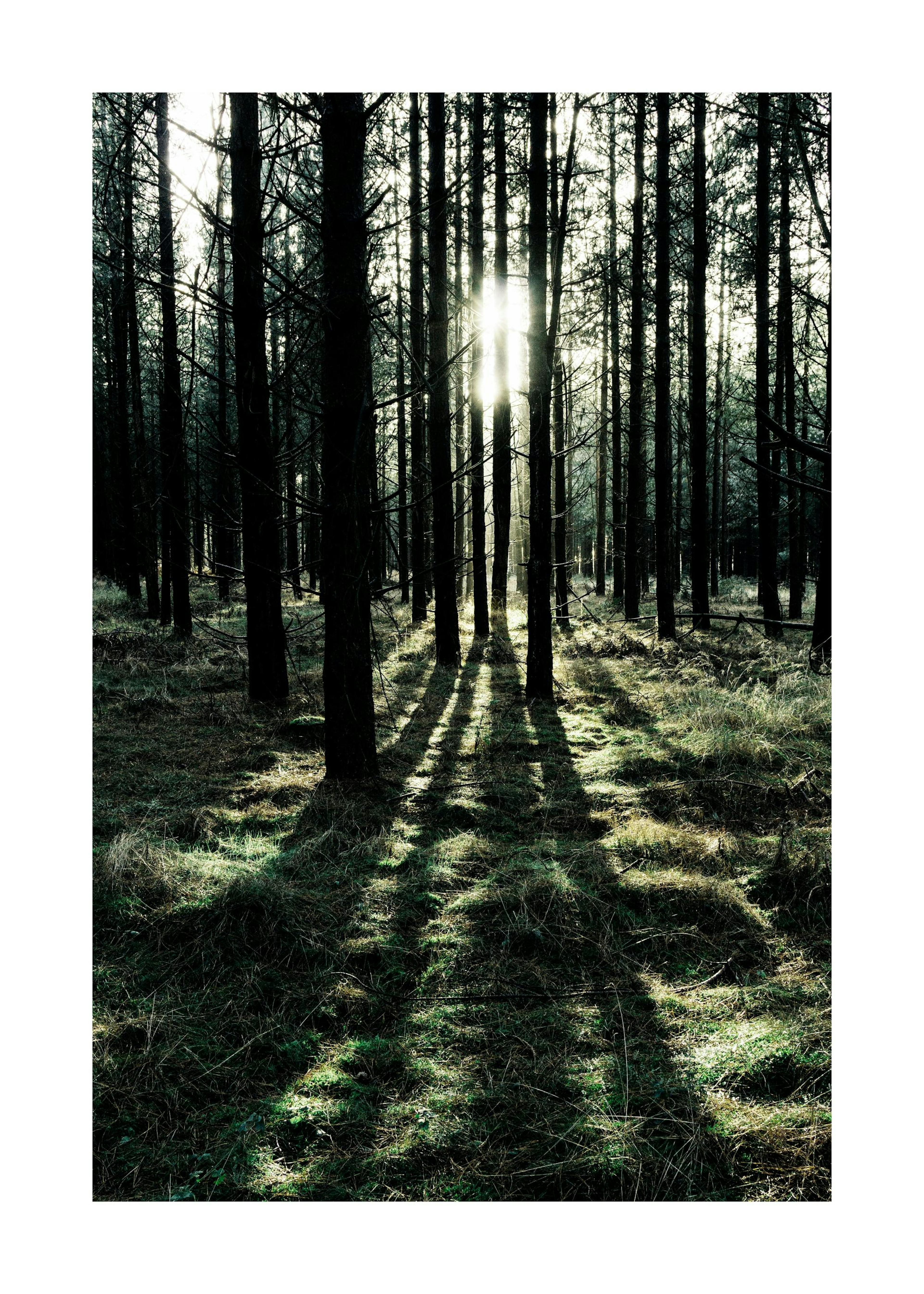 Plakat Forest Sunlight 0