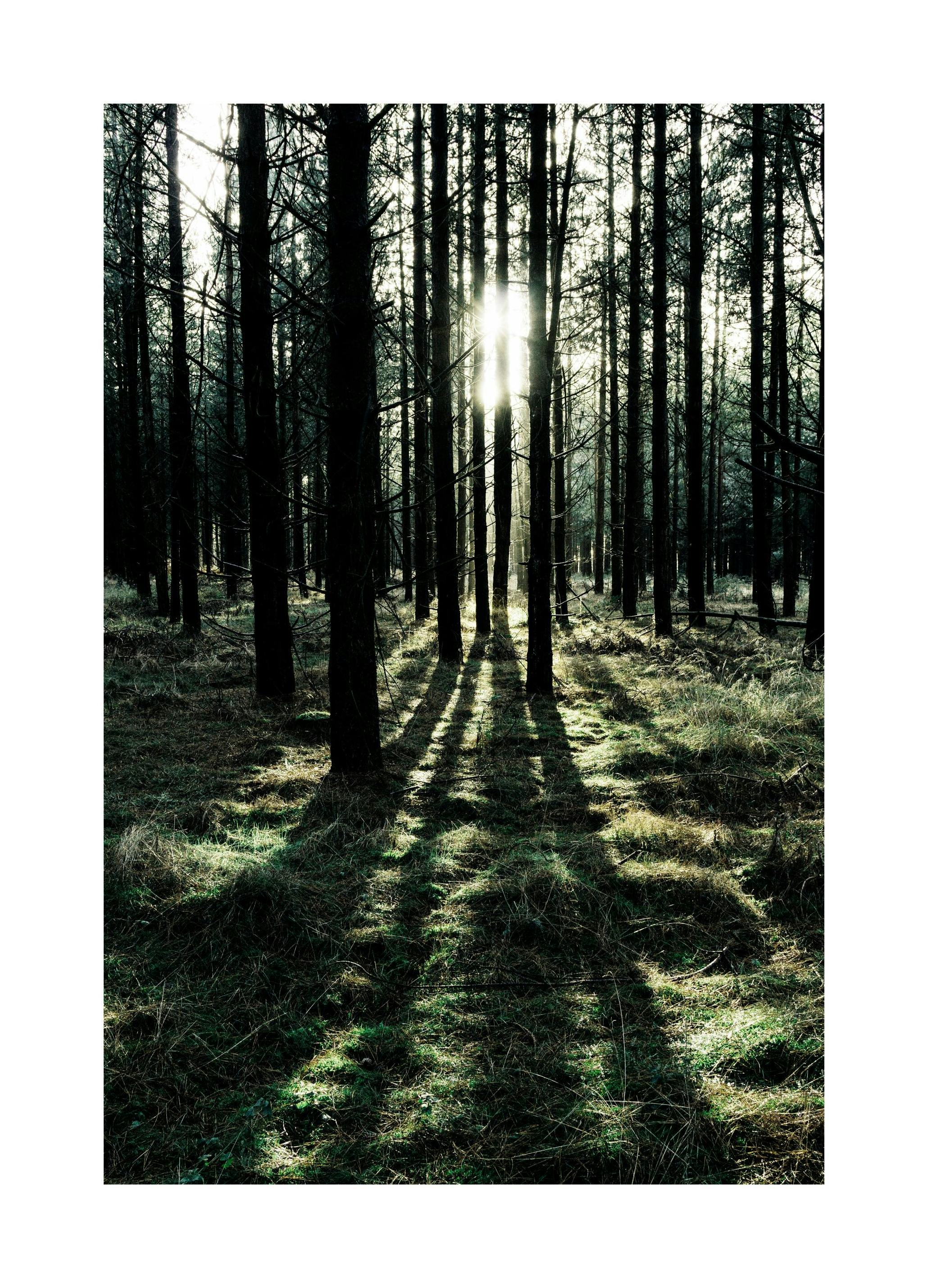 Forest Sunlight Affiche (21x30 cm) - Poster Store