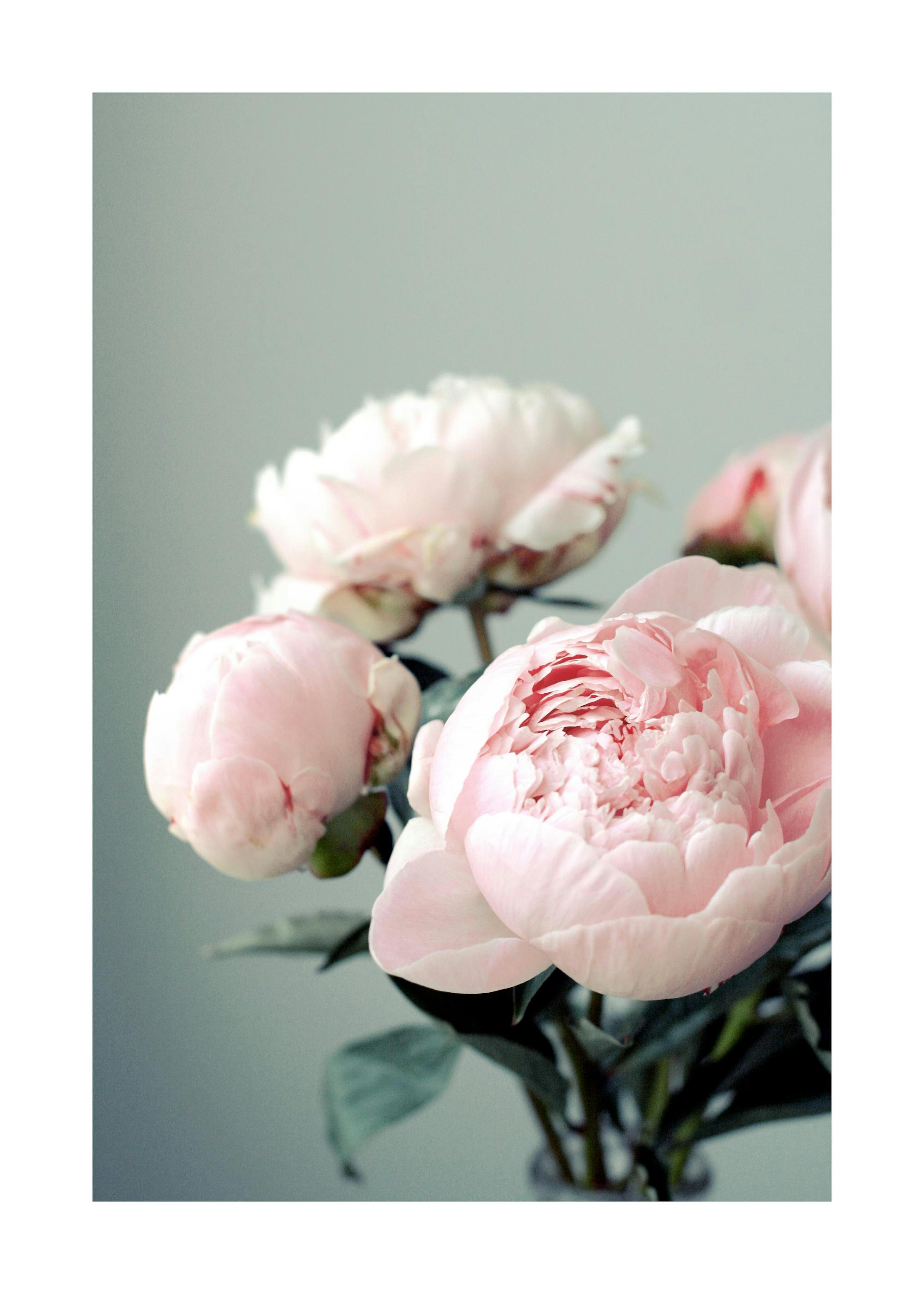 Pink Peonies Poster 0
