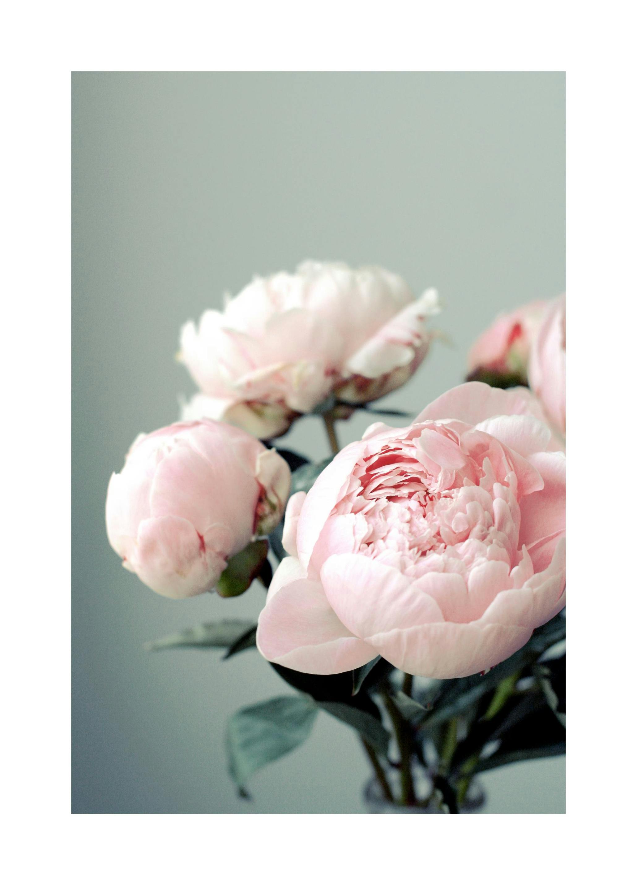 Pink Peonies Poster (30x40 cm) - Poster Store