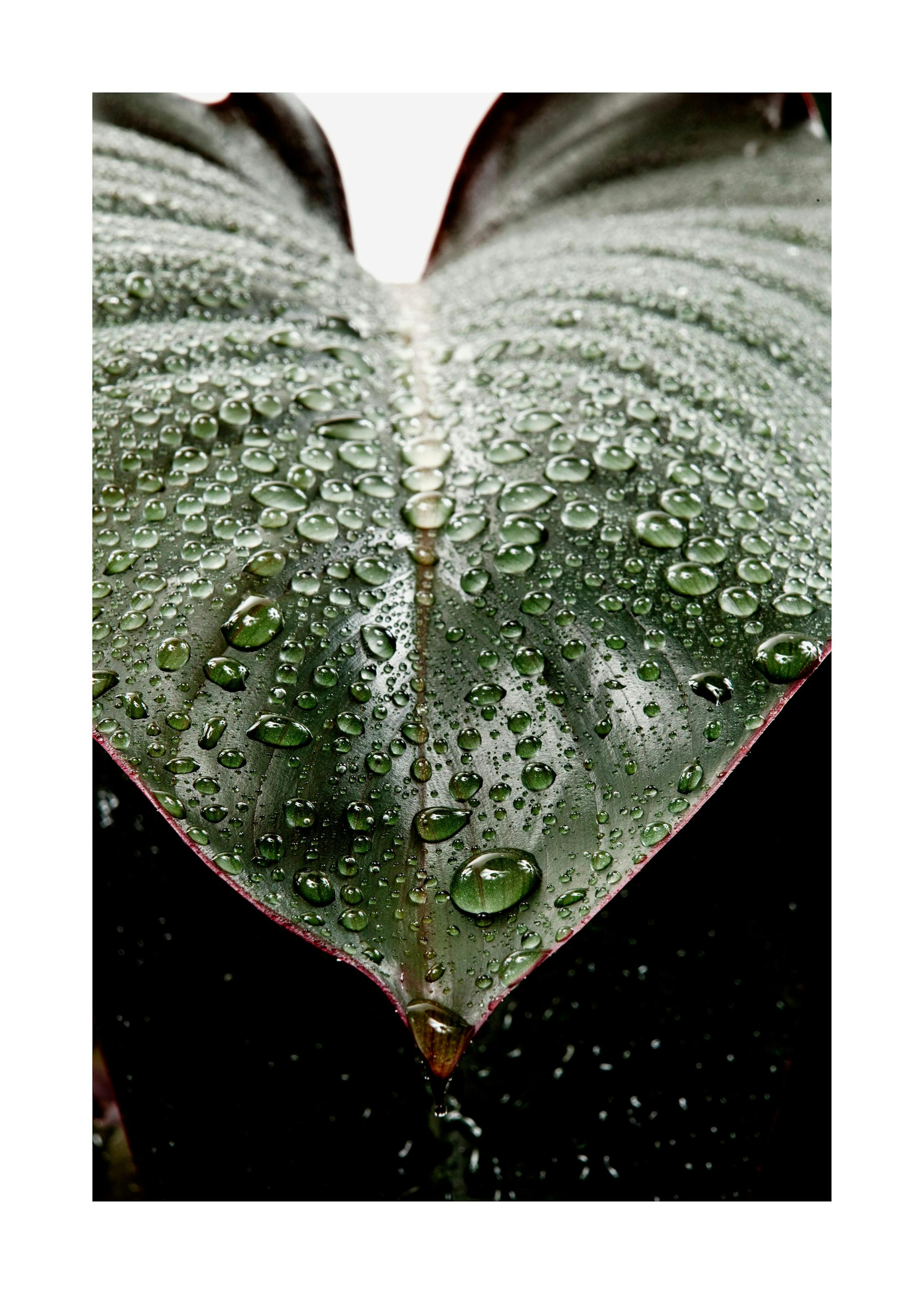 Leaf Droplets Plakat 0