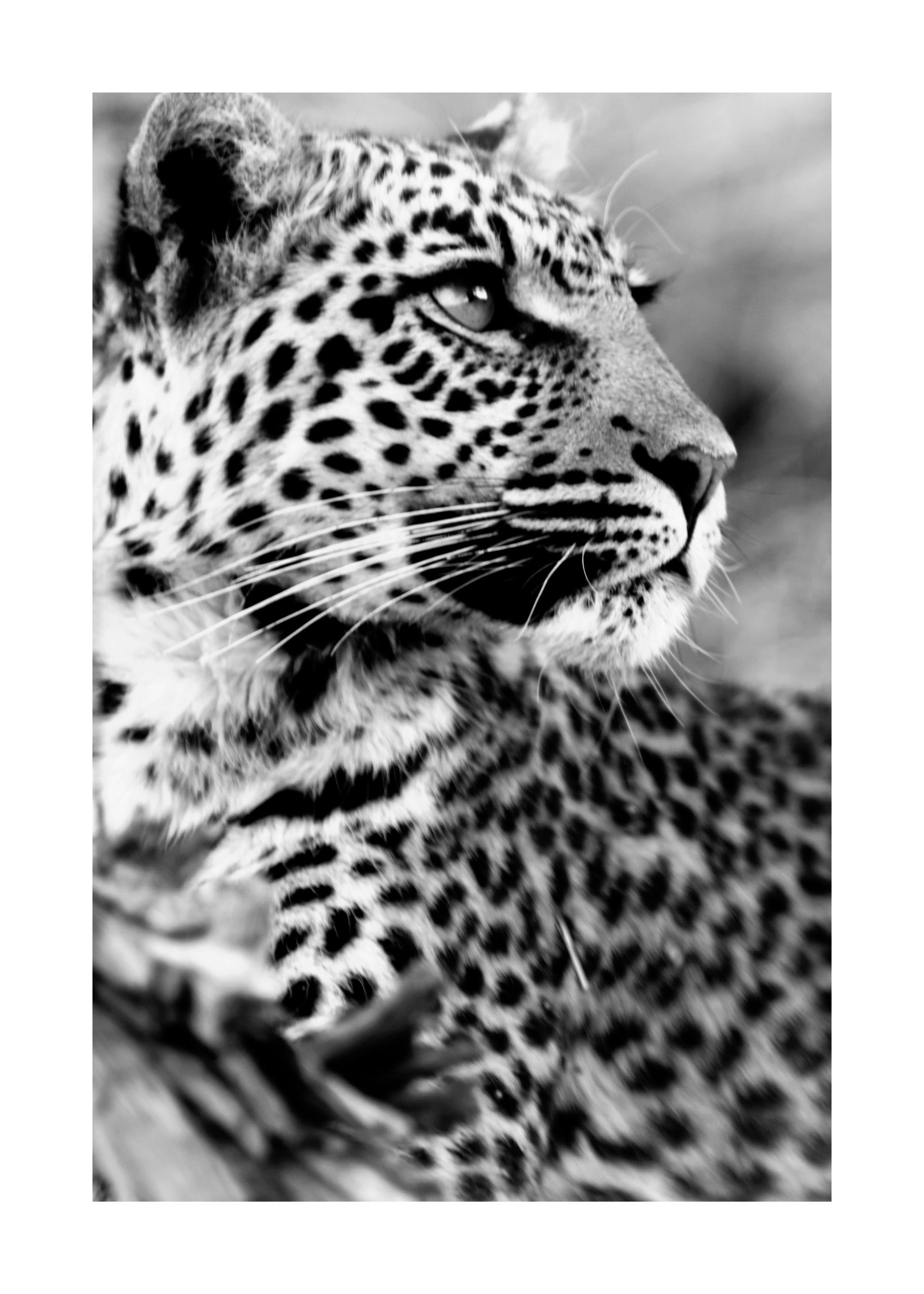 Snow leopard Poster 0