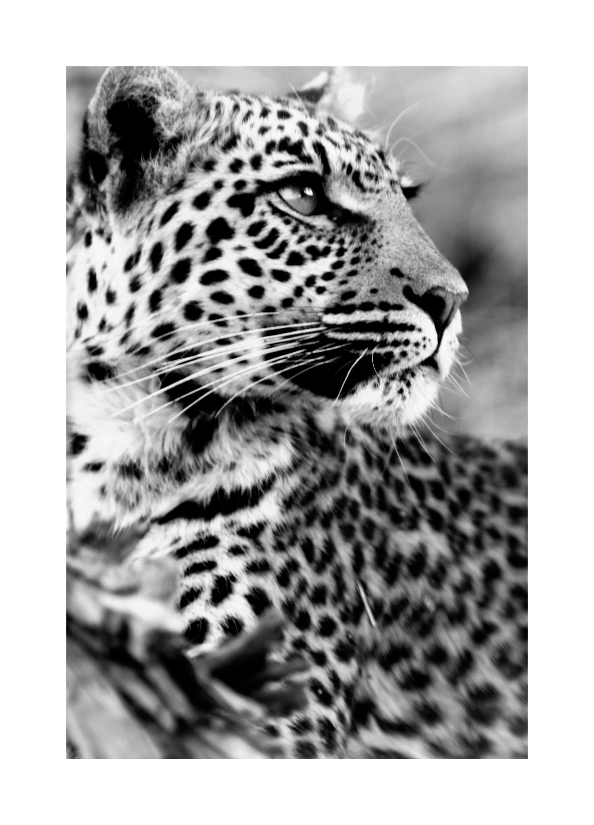 Snow Leopard. Poster (30x40 cm) - Poster Store