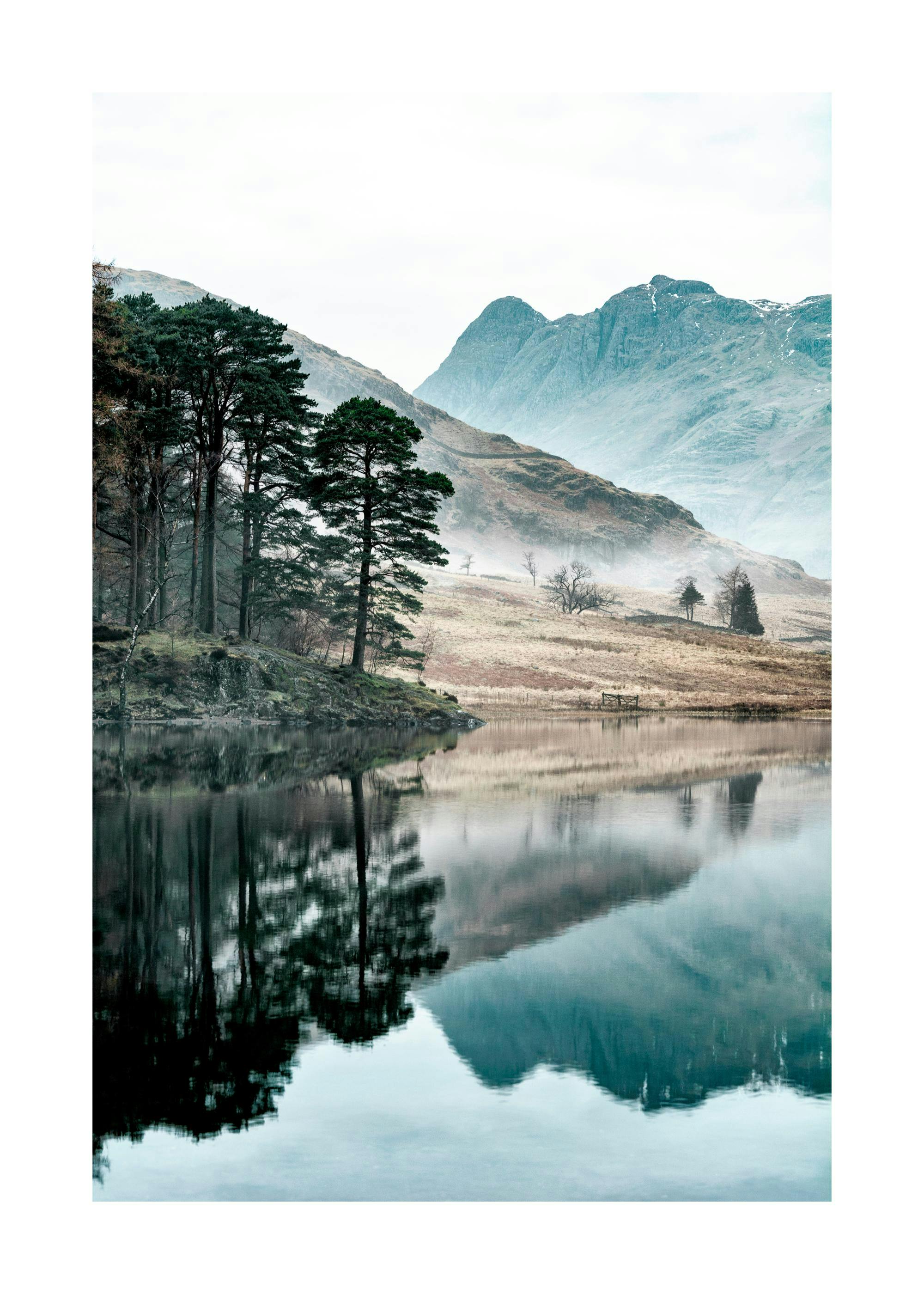 Arbres au bord du lac Poster 0