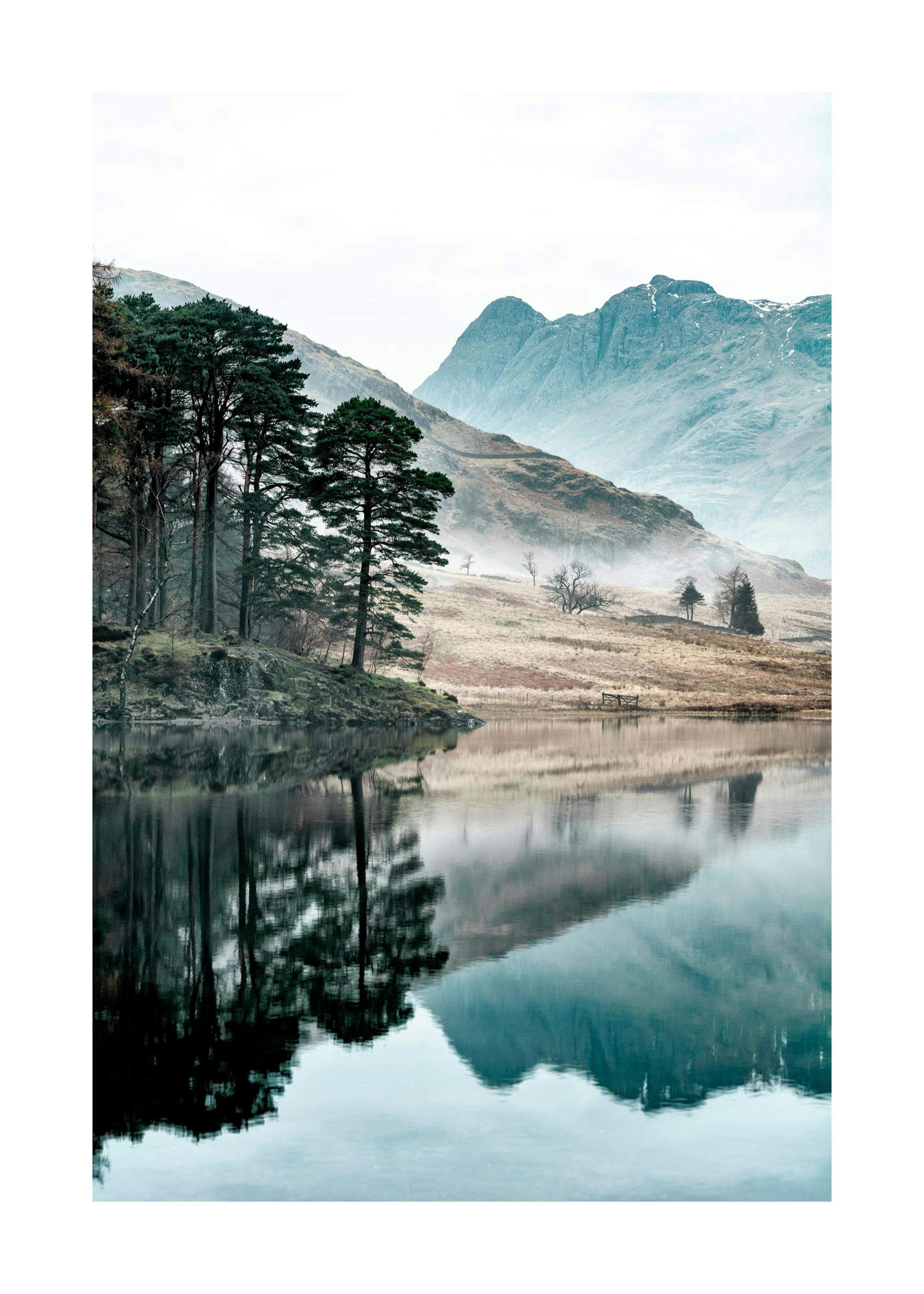Arbres au bord du lac Poster 0