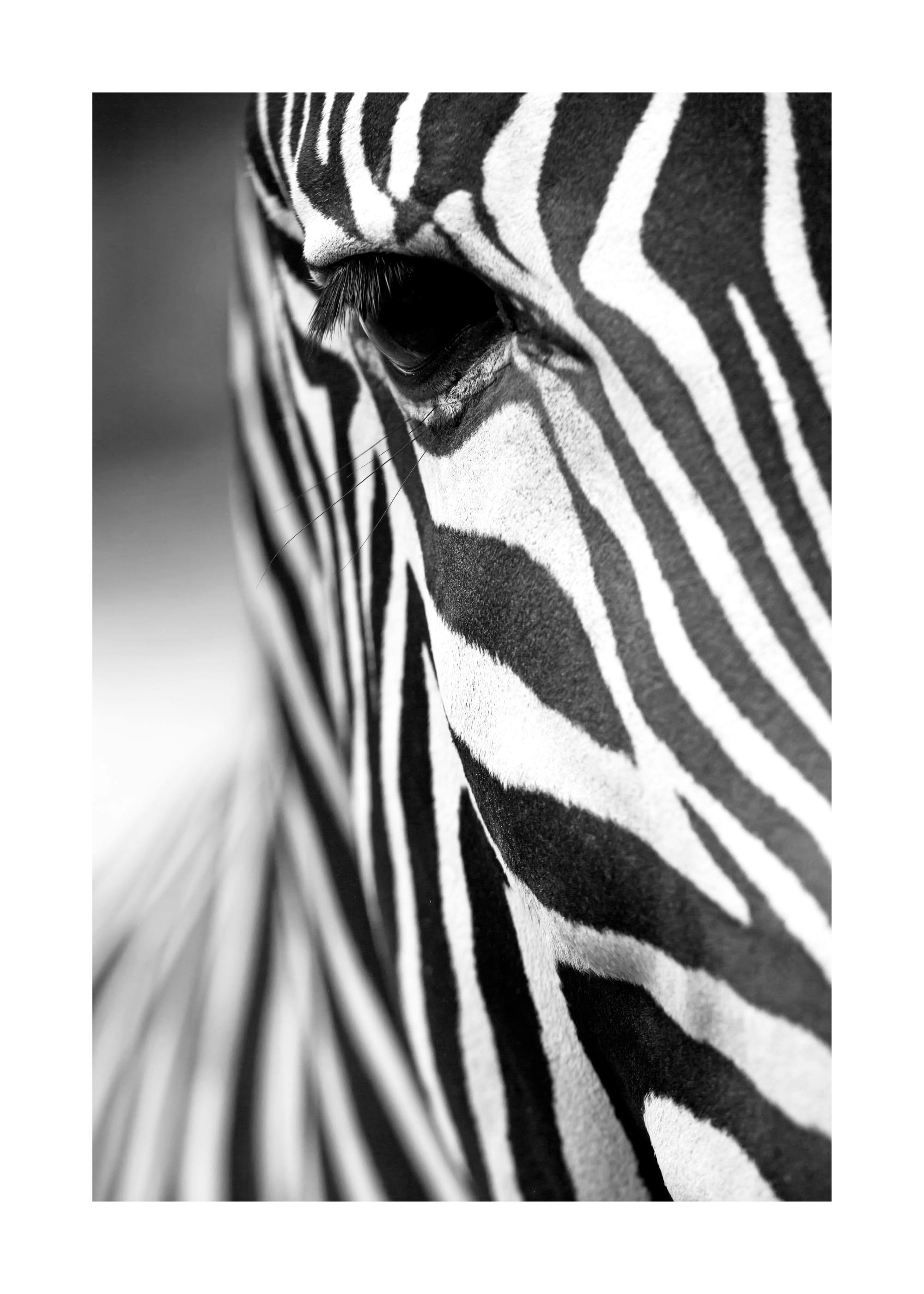 Zebra Stripes Poster 0