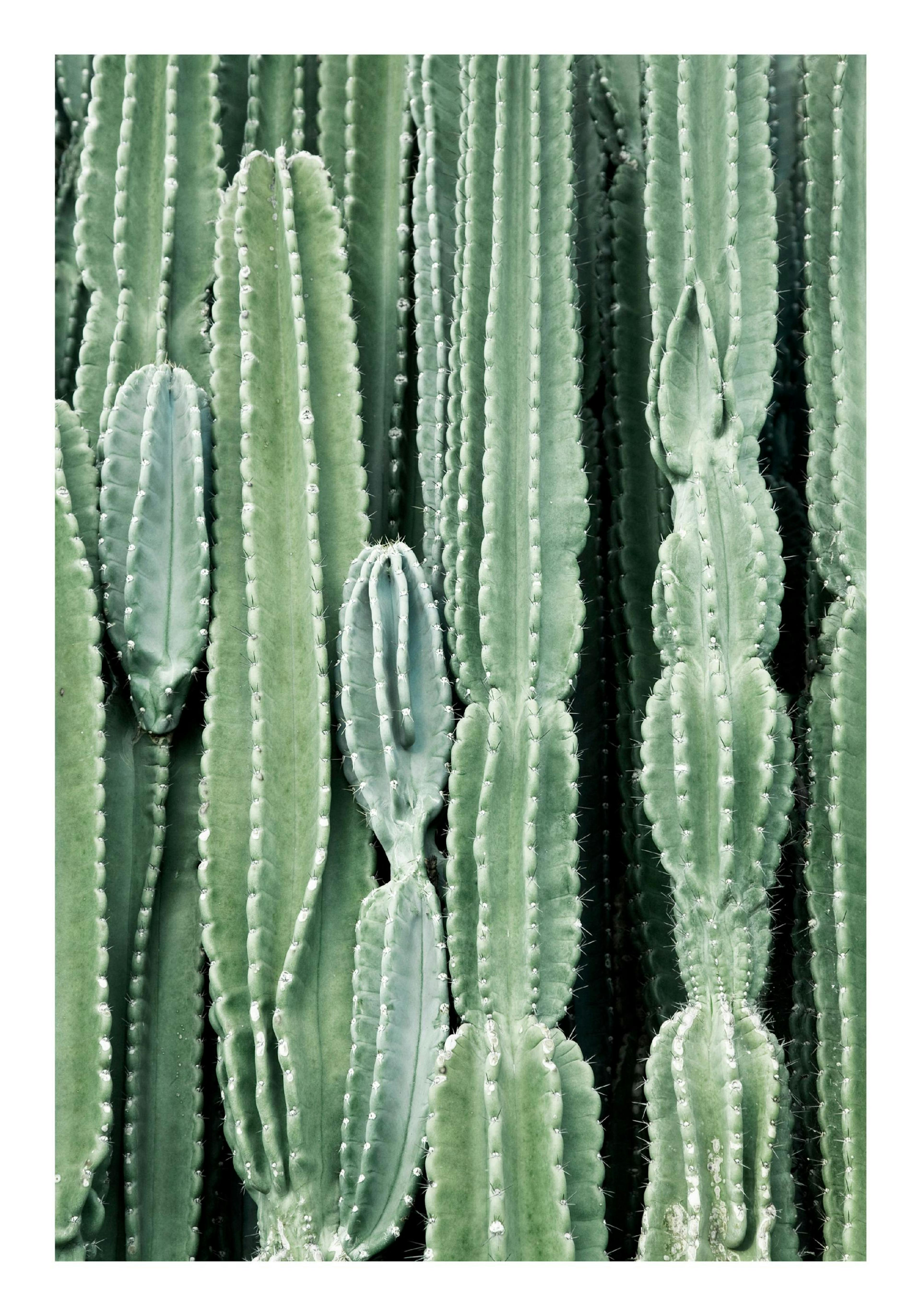 Cactus Plakat thumbnail