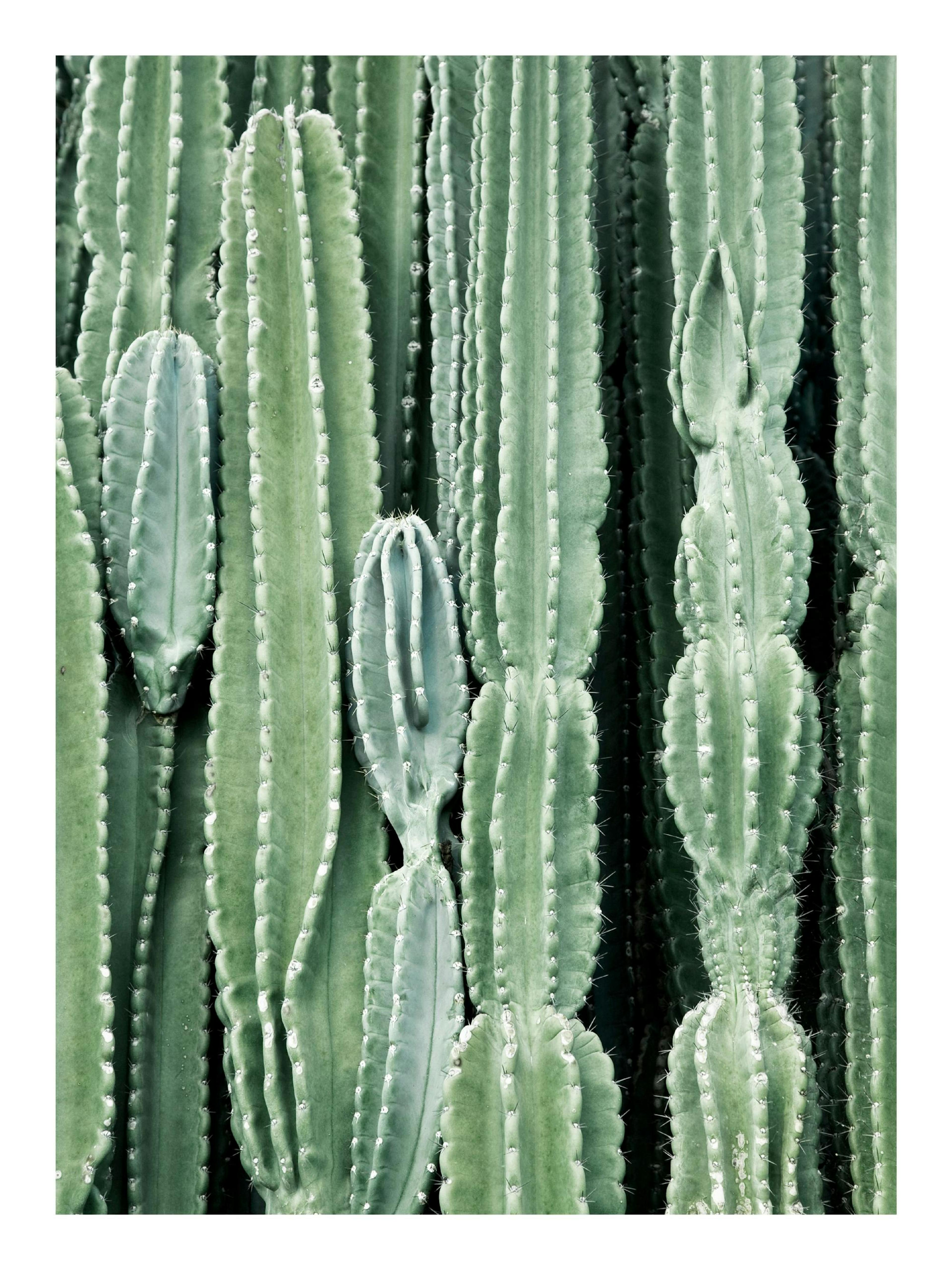 Cactus Poster 0