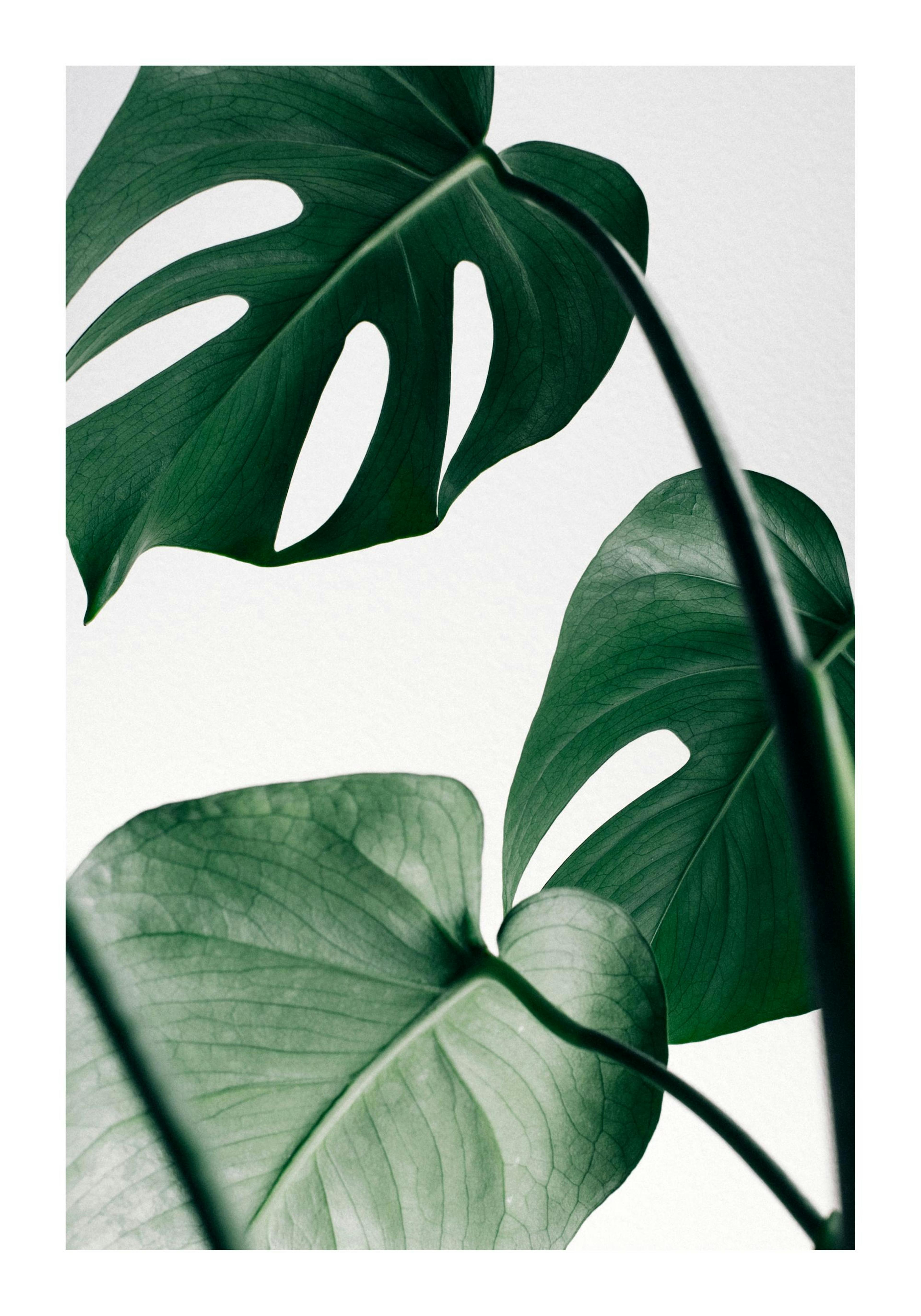 Monstera Leaves Juliste 0