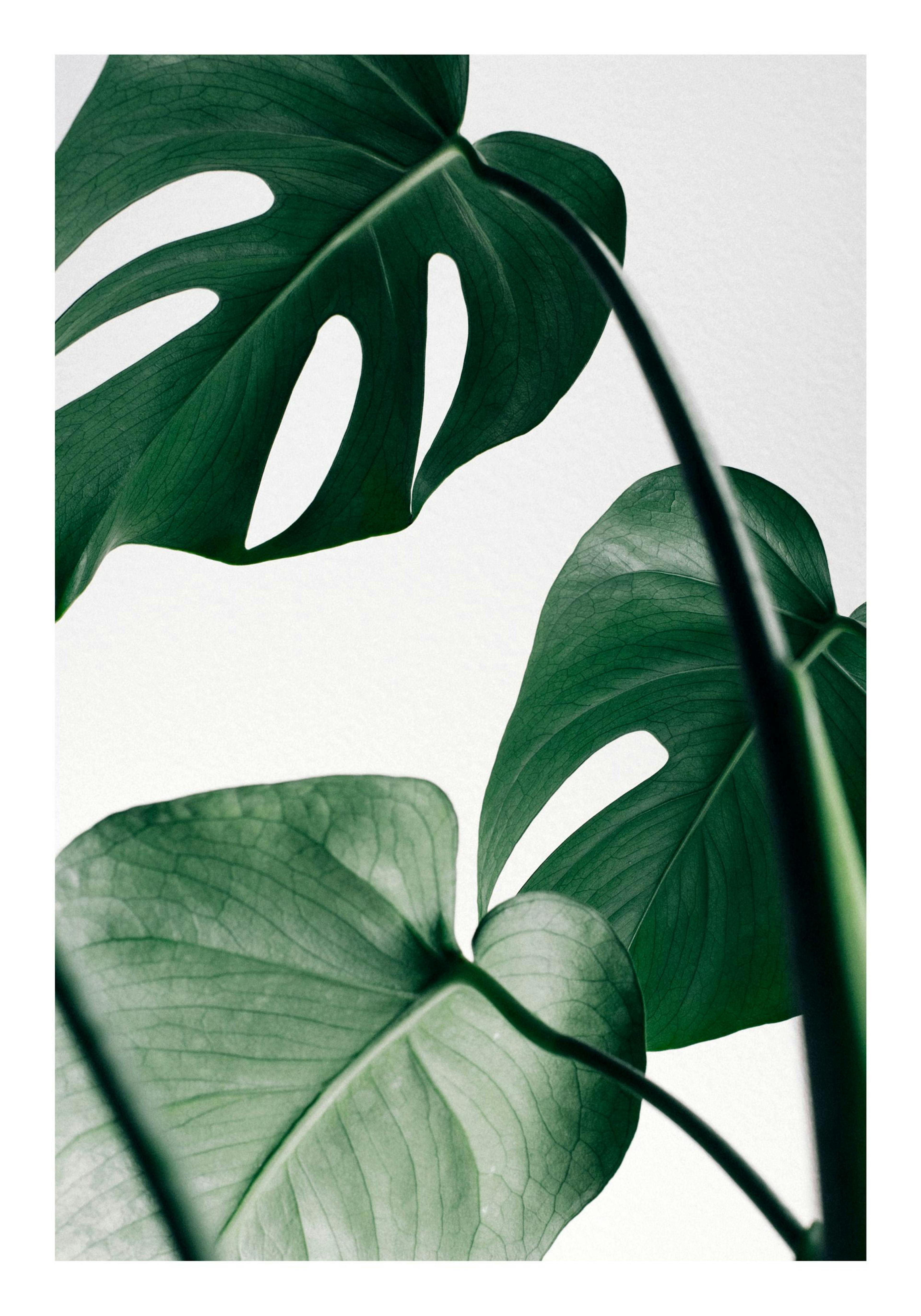 Hojas de Monstera Póster thumbnail
