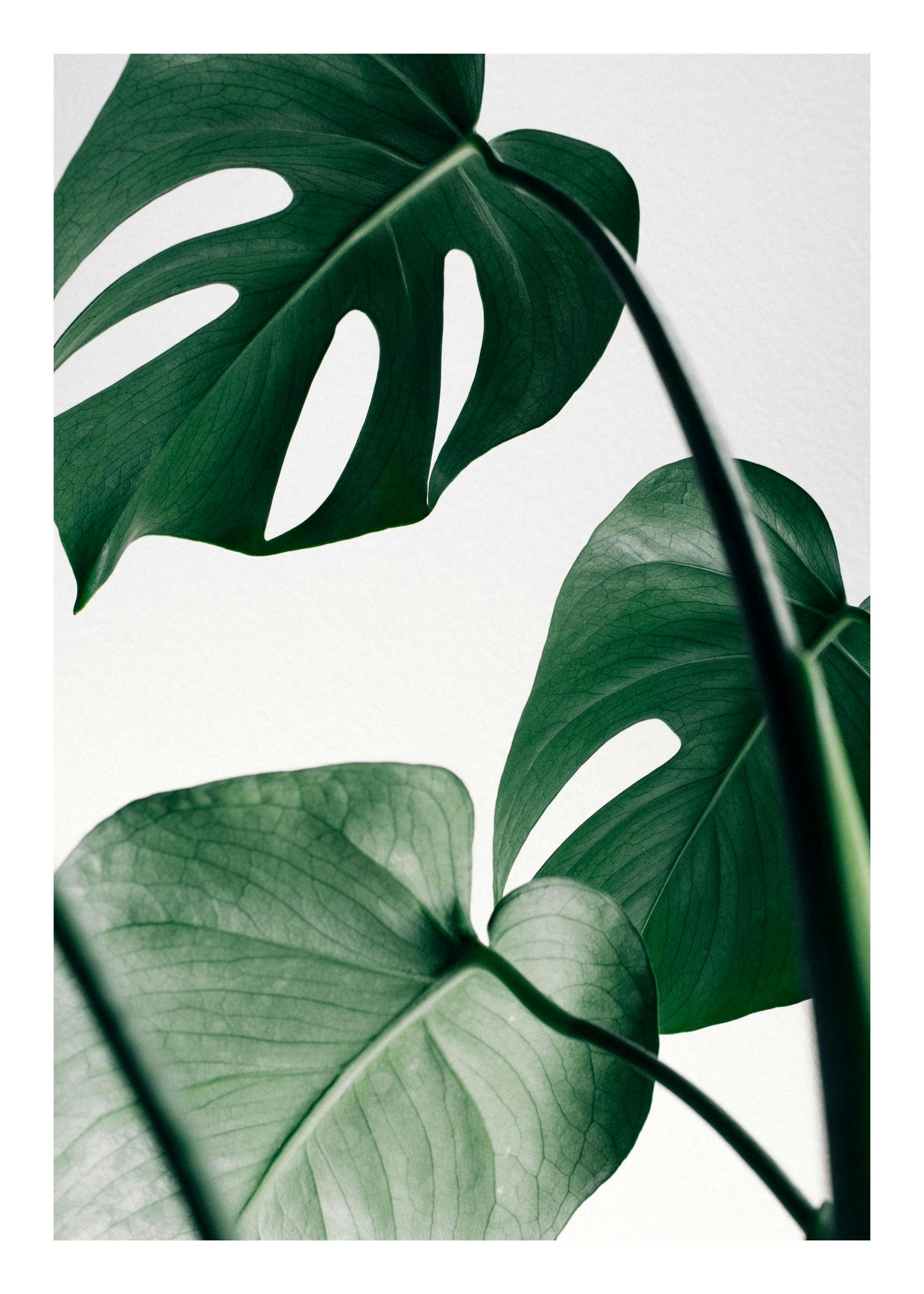 Hojas de Monstera Póster 0