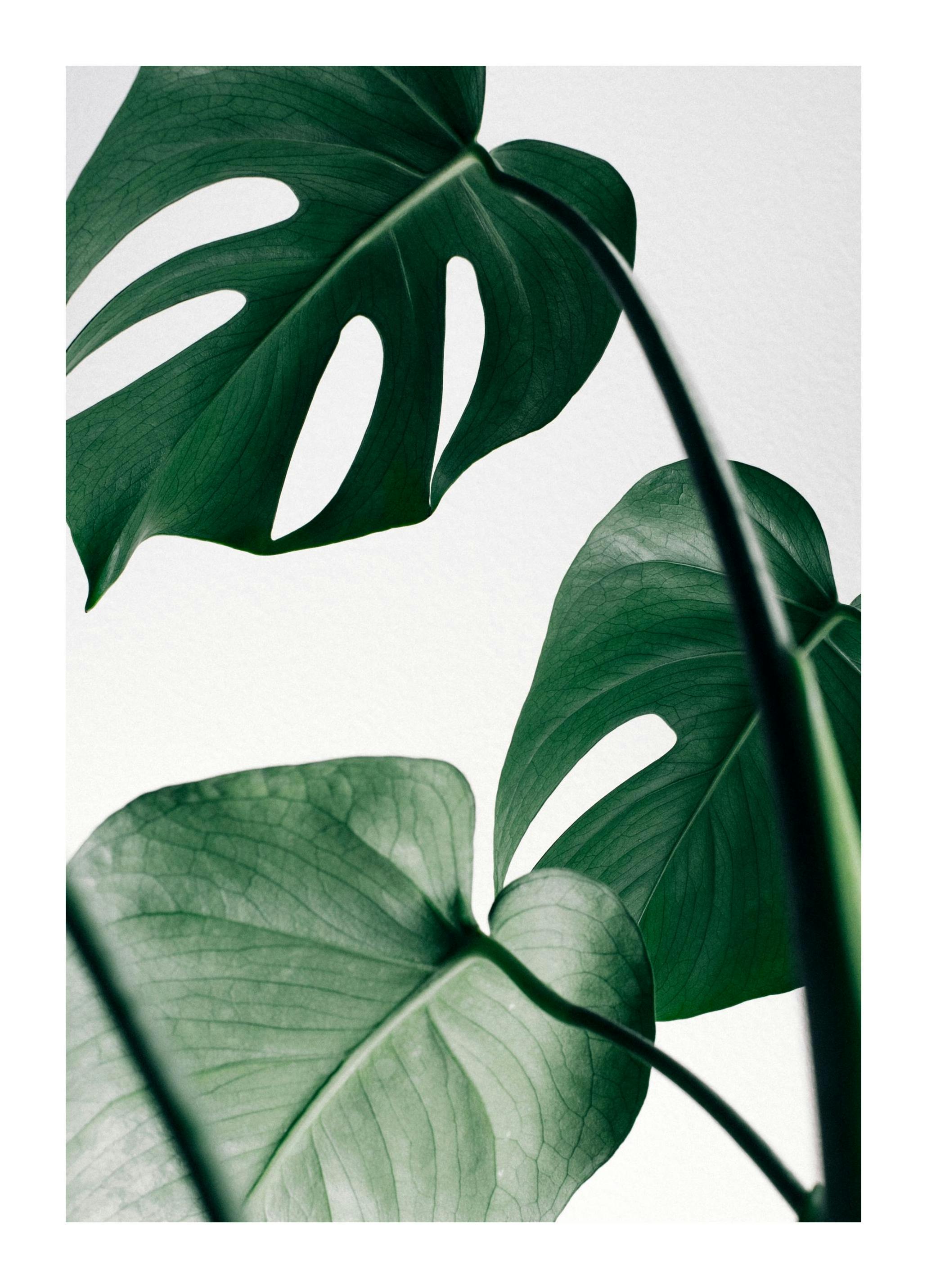 Monstera Leaves Poster (30x40 cm) - Poster Store