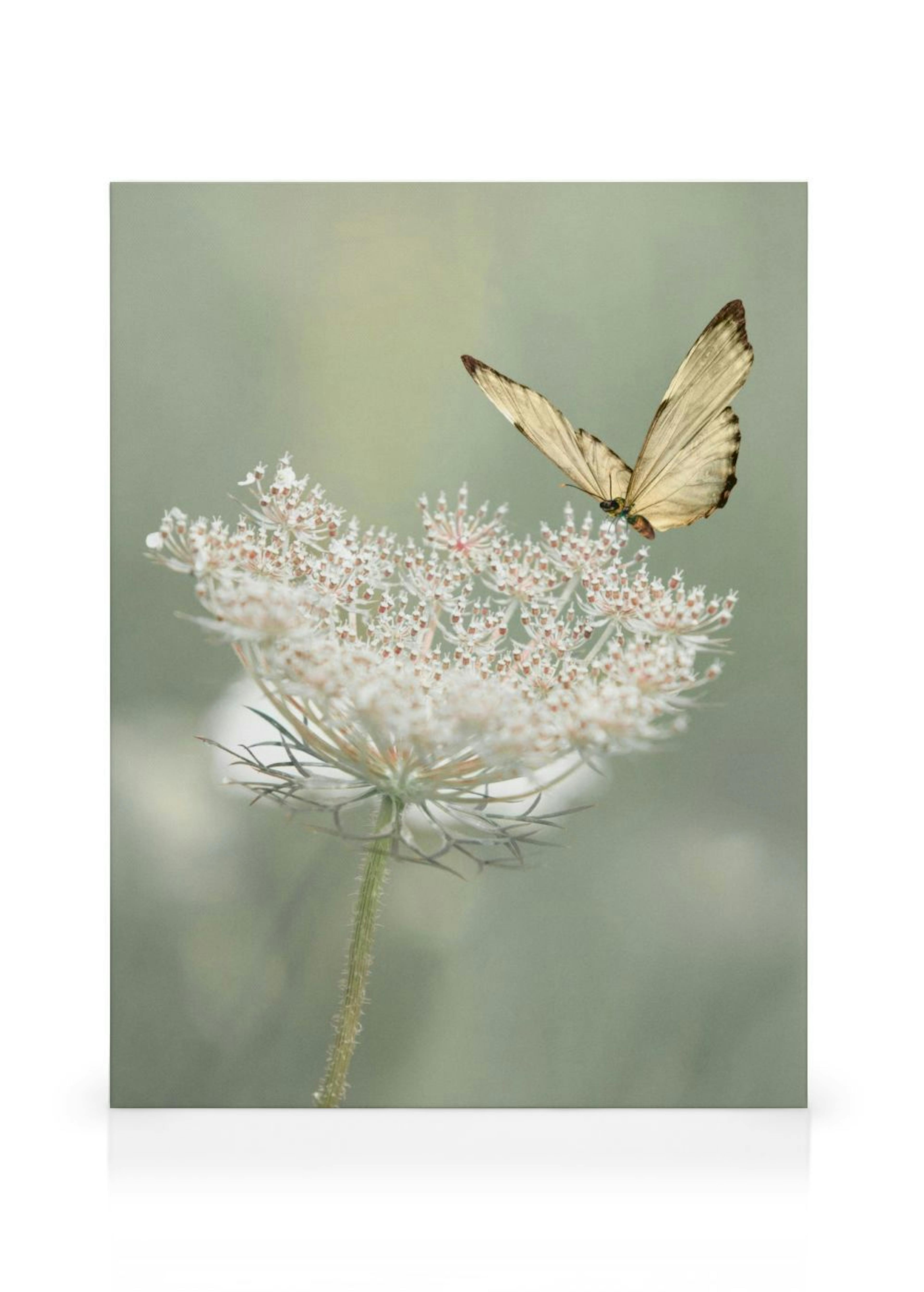 A canvas print showcasing a pale yellow butterfly with brown tips perched delicately on a white Queen Annes Lace flower, against