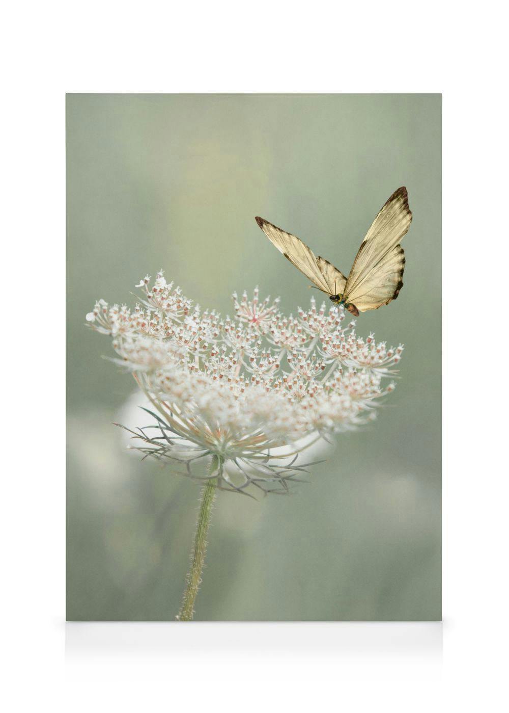 Canvas Prints - Wildflower Butterfly Canvas print (70x100 cm) - Poster Store