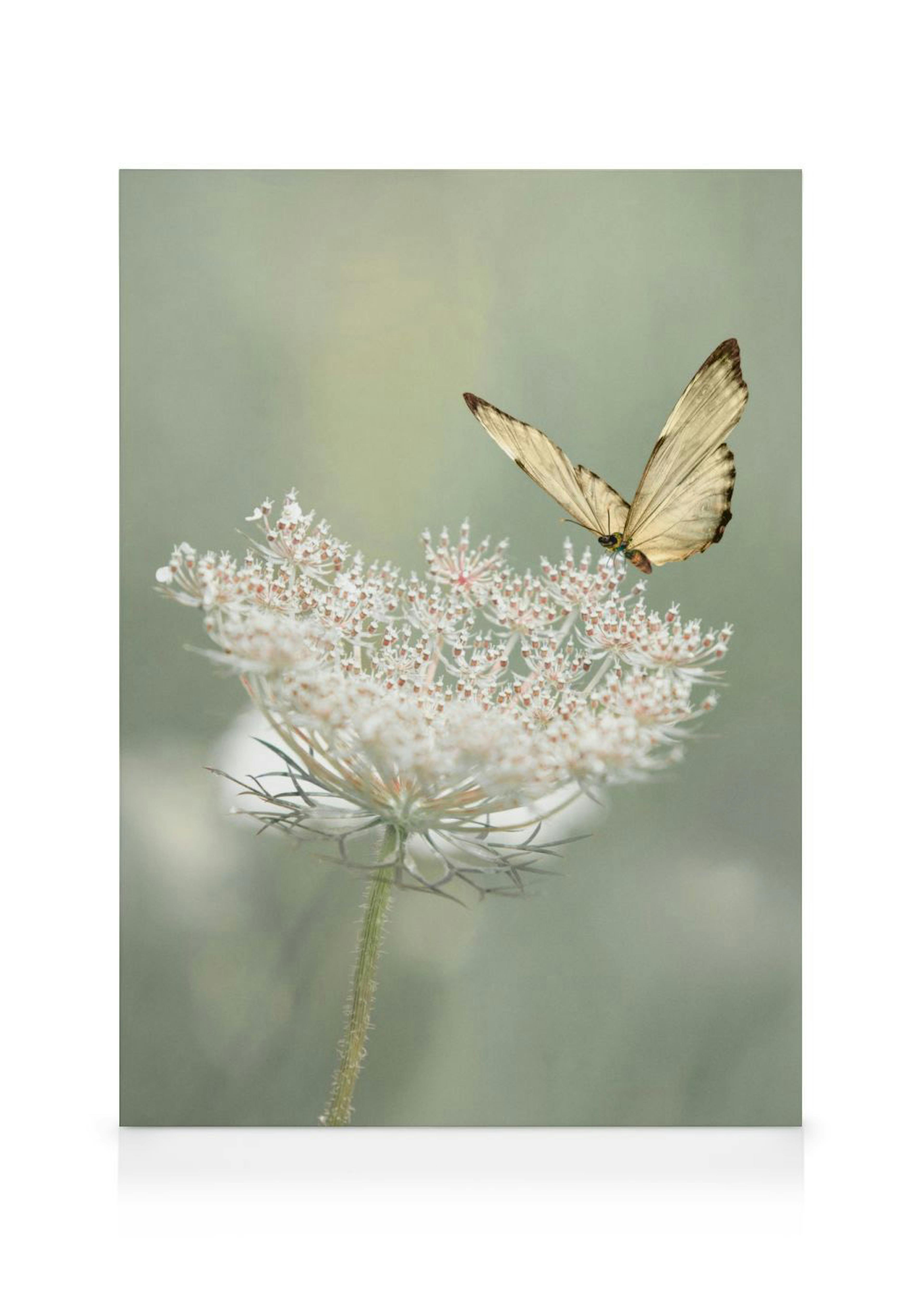 A canvas showing a light brown butterfly landing on a white Queen Annes Lace flower against a soft green background.