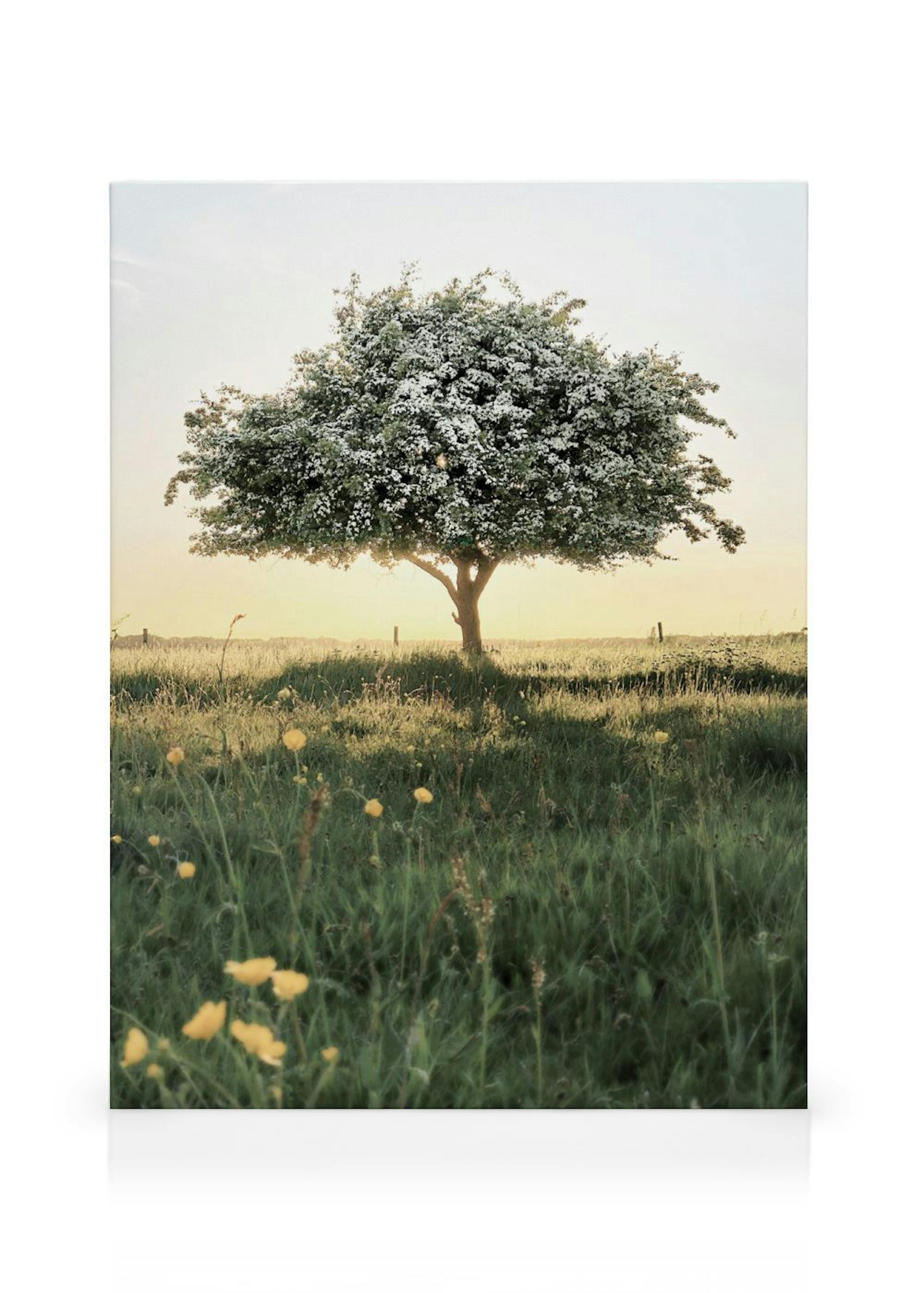 Toile dun arbre fleuri dans un champ vert, baigné par la lumière dorée du coucher de soleil.