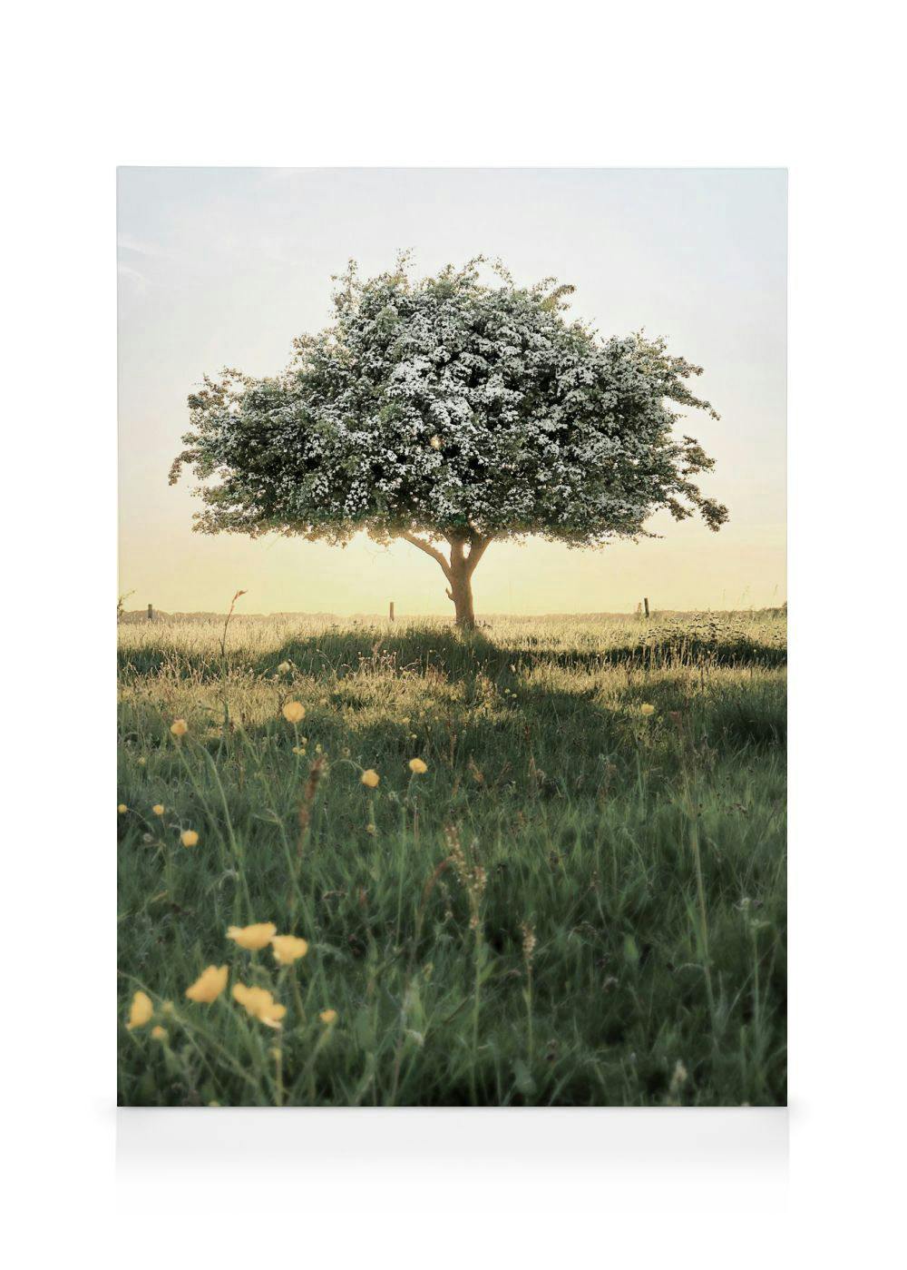 A canvas of a vibrant green tree with white blossoms, set against a hazy golden sunset in a field of green grass and yellow wild