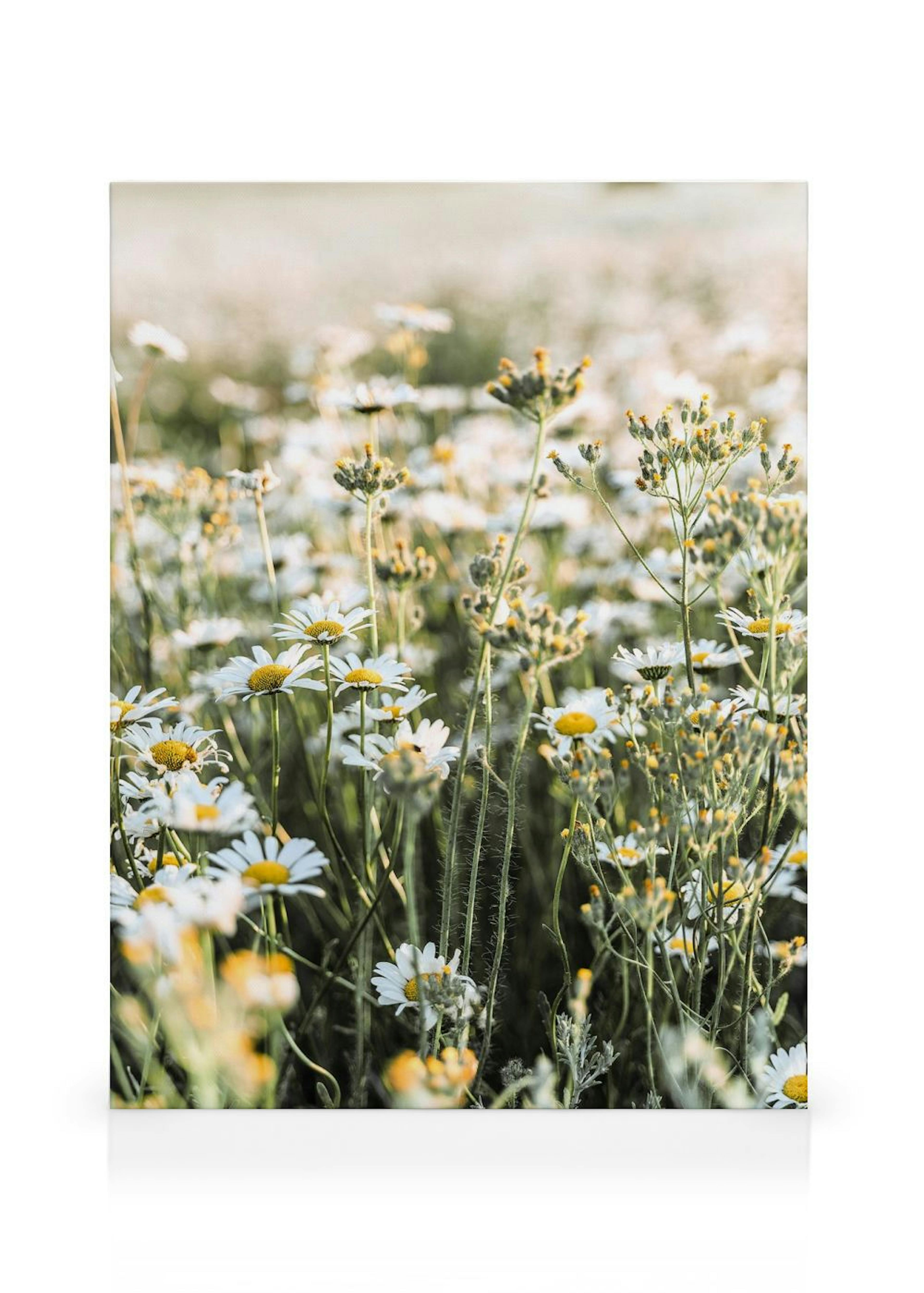 A canvas featuring a field of white daisies with yellow centers and green stems, bathed in soft sunlight.
