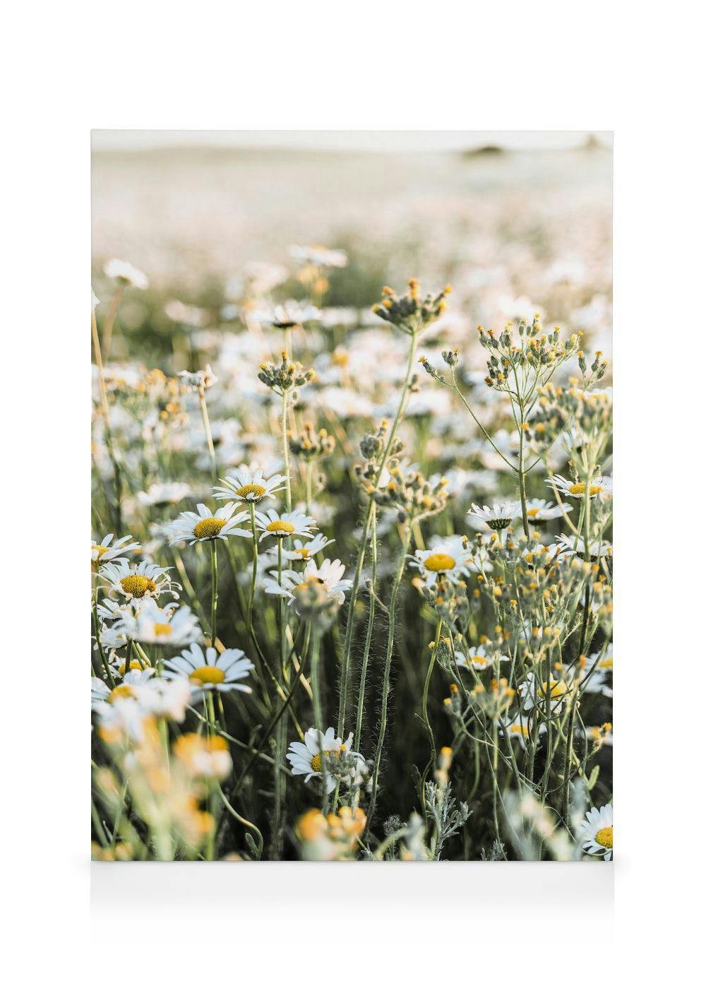 Leinwandbild eines Feldes mit weißen Gänseblümchen und anderen Pflanzen in der Abendsonne, mit unscharfem Hintergrund.