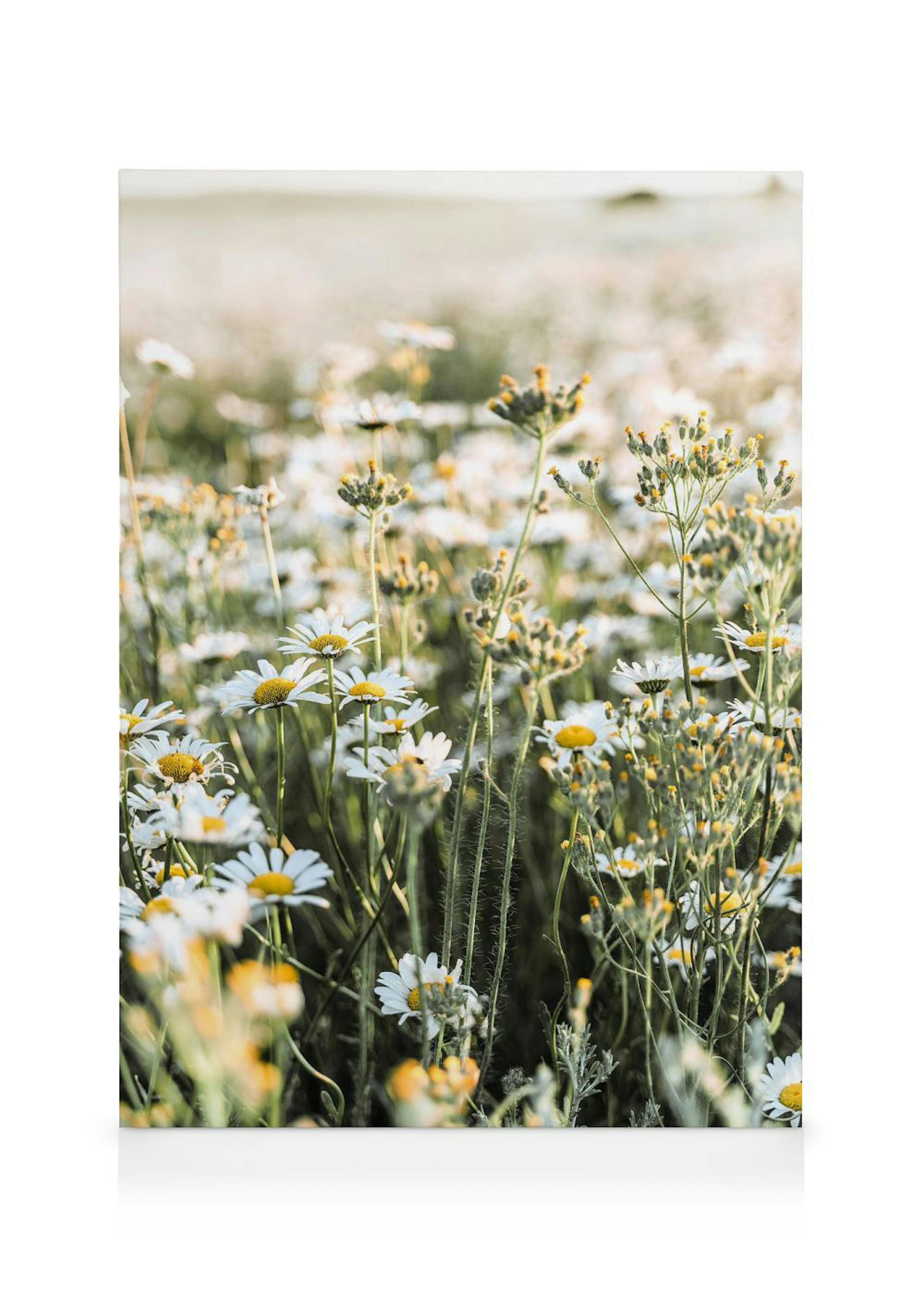 Leinwandbild eines Feldes mit weißen Gänseblümchen und anderen Pflanzen in der Abendsonne, mit unscharfem Hintergrund.