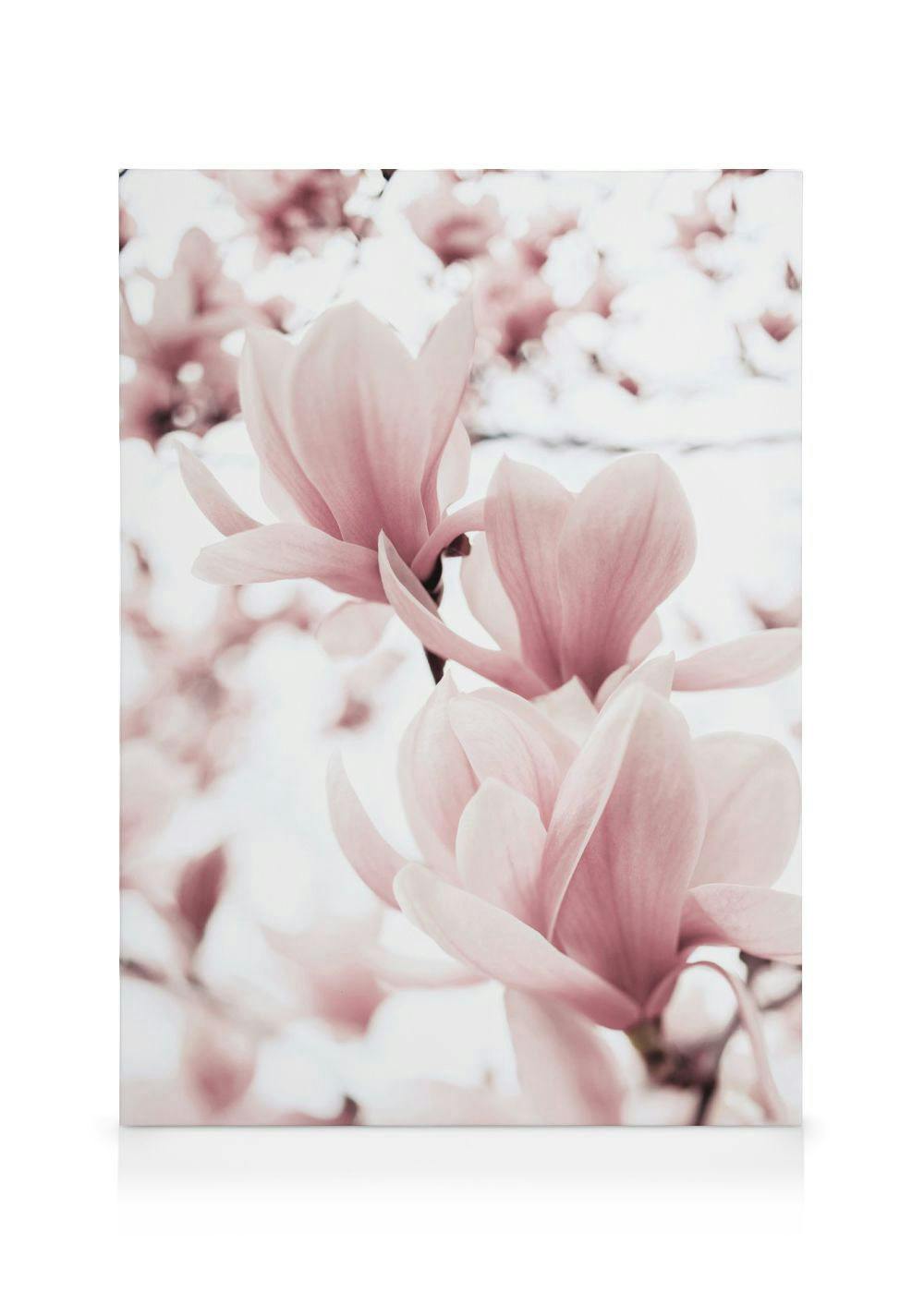 Magnolia Branches Canvas (70x100 cm - Fotolijst Zwart) - Poster Store