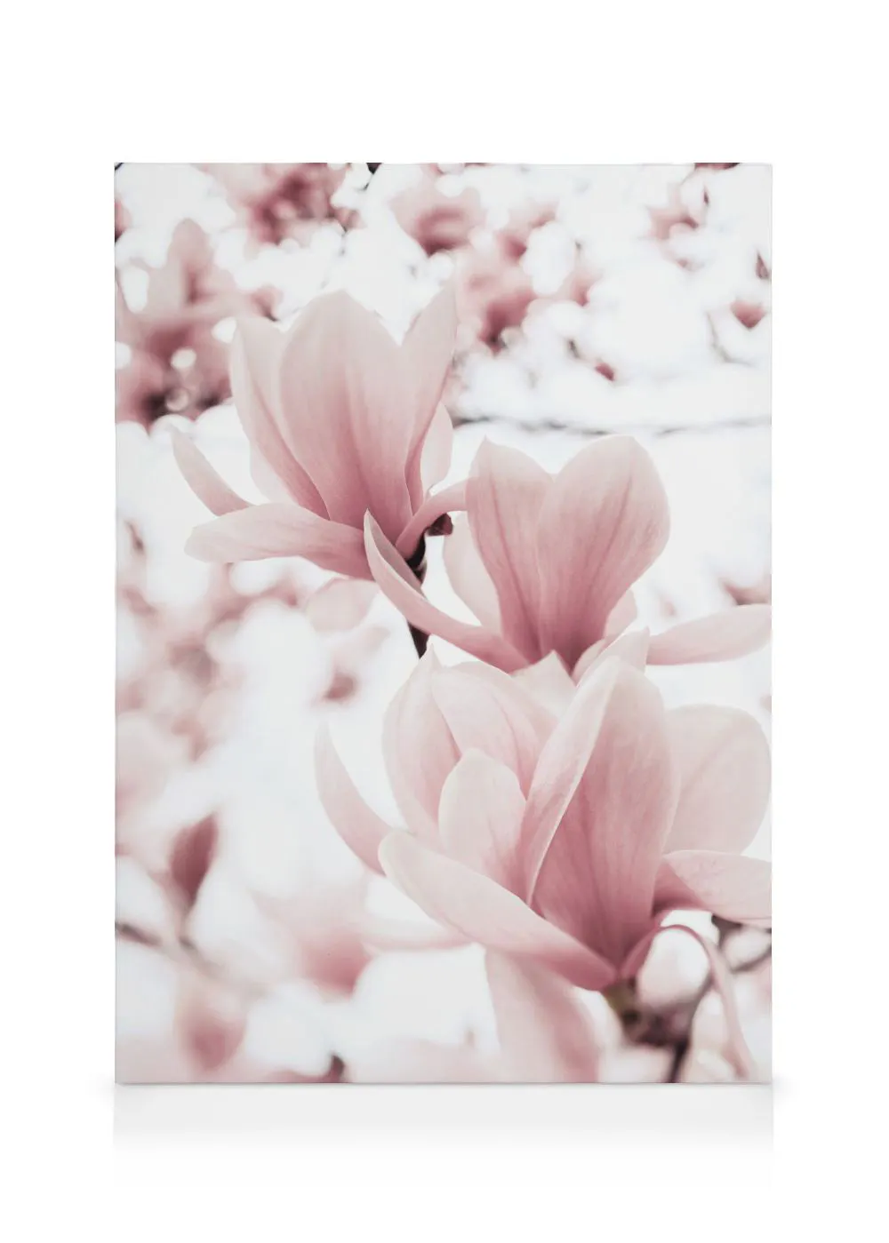 A canvas featuring soft pink magnolia blossoms with a blurred white and pink background.