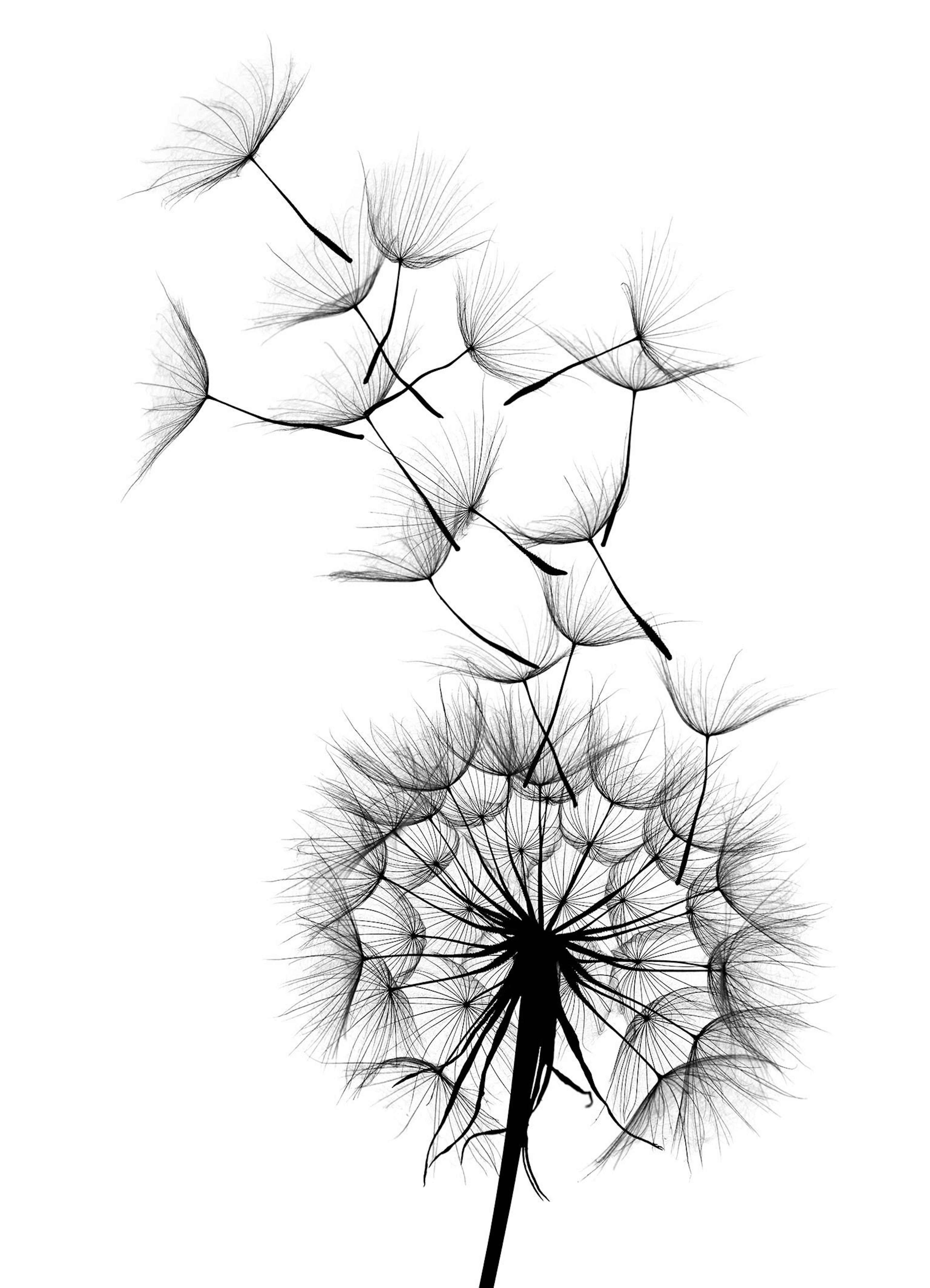 Dandelion Wish. Poster thumbnail