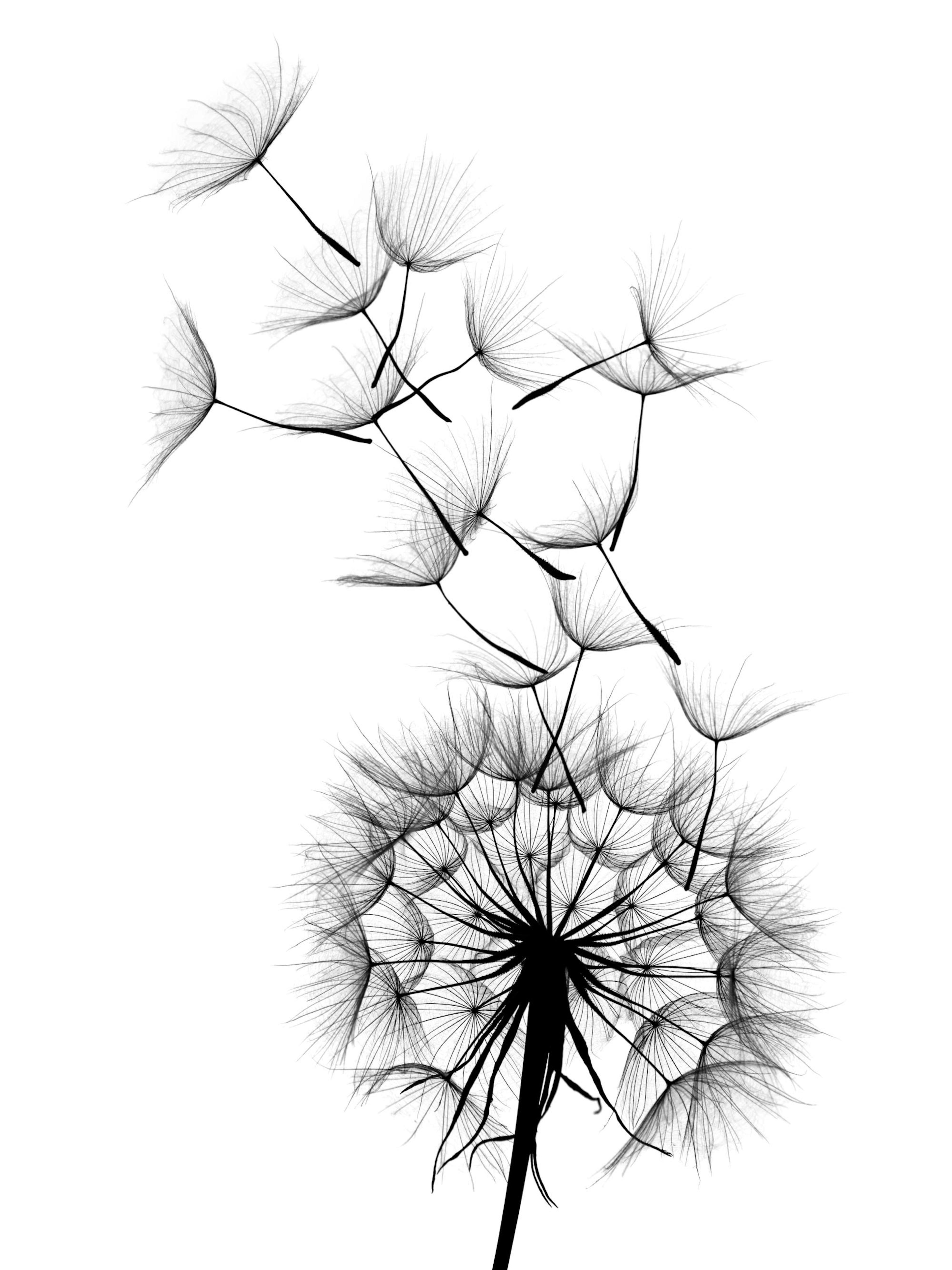 Dandelion Wish. Poster 0