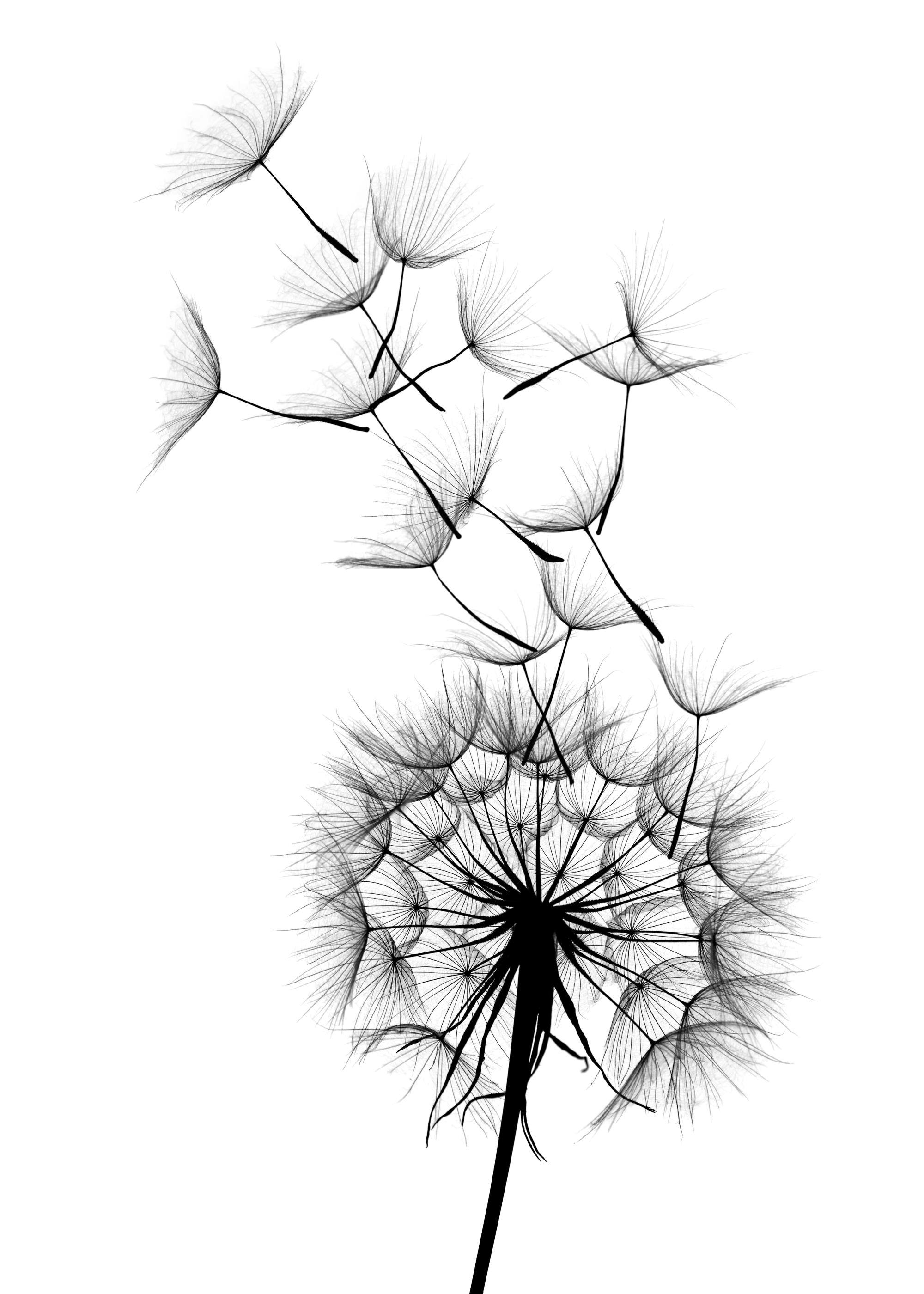 Dandelion wish Poster 0
