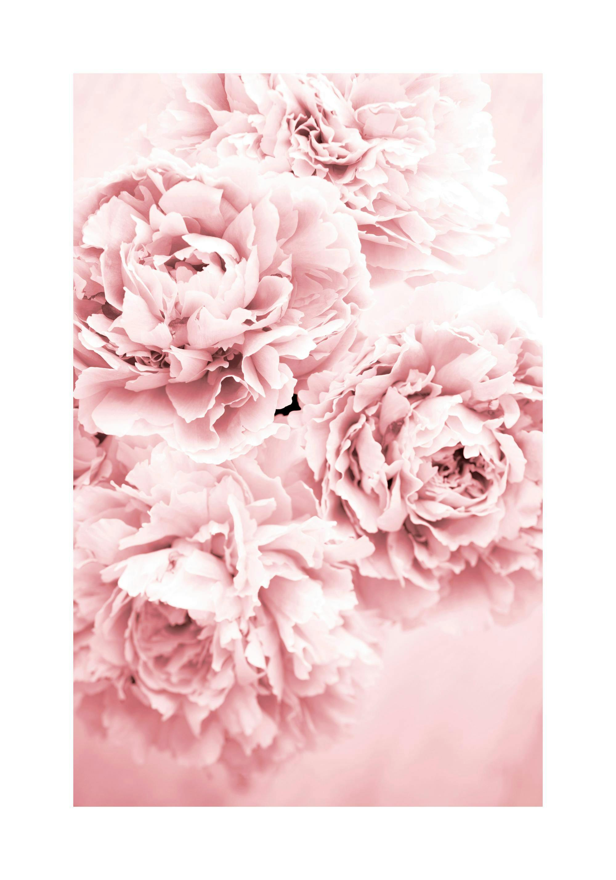 Ein Poster mit zartrosa Pfingstrosenblüten in Nahaufnahme, auf hellrosa Hintergrund.