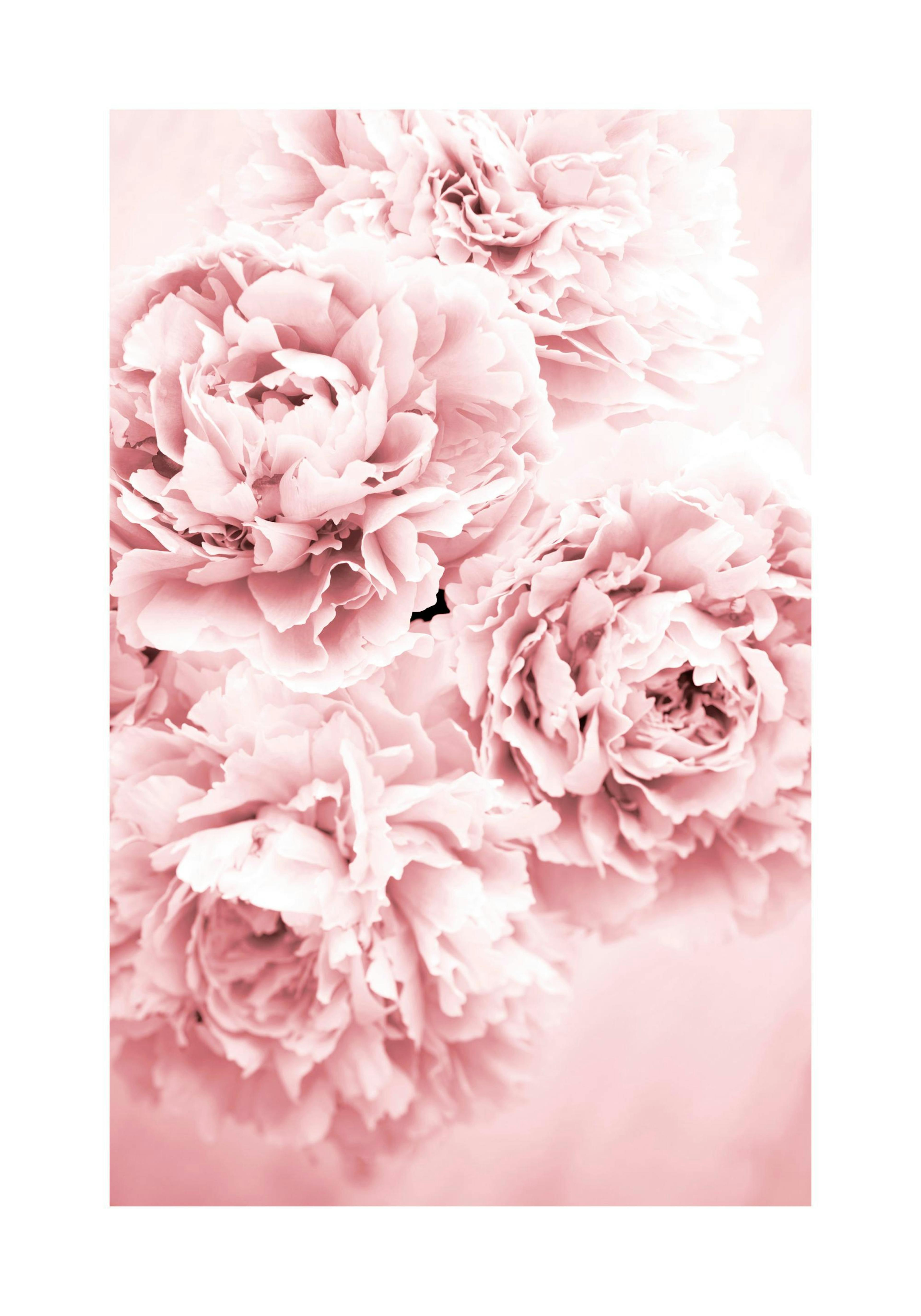 Pink Flower Dream Poster 0