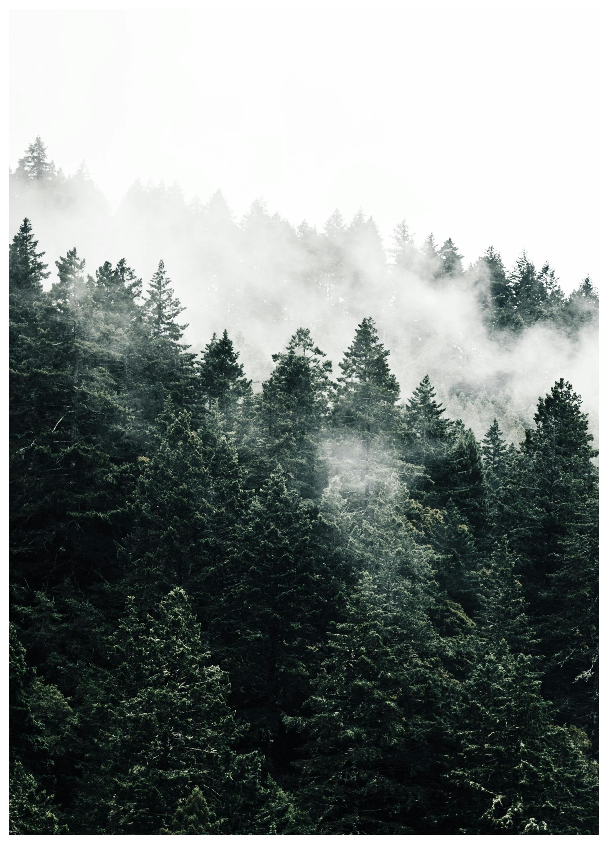 Plakat Zamglony Las (30x40 cm) - Poster Store