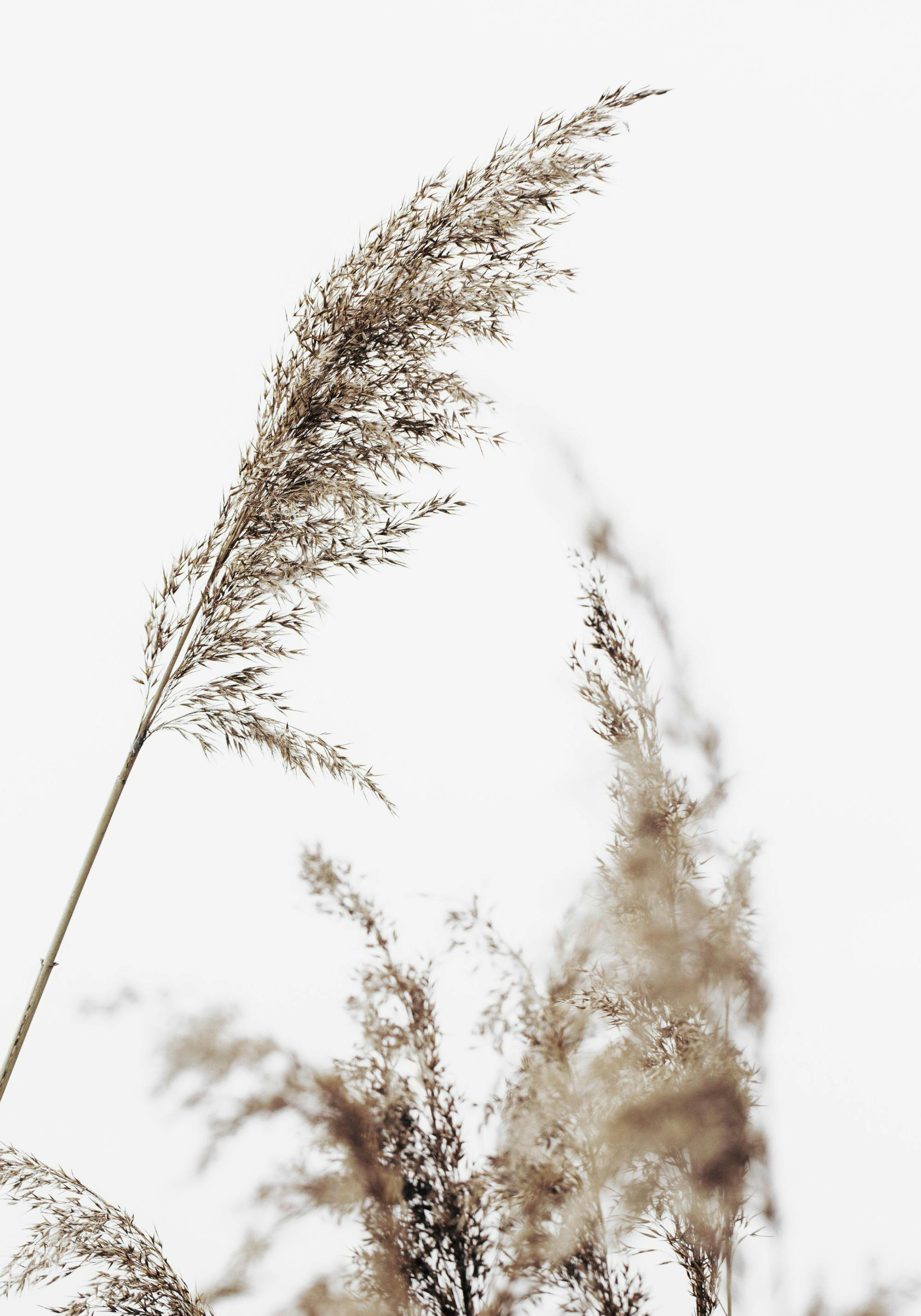 A poster featuring a close-up of light brown feathery reeds against a bright white background.