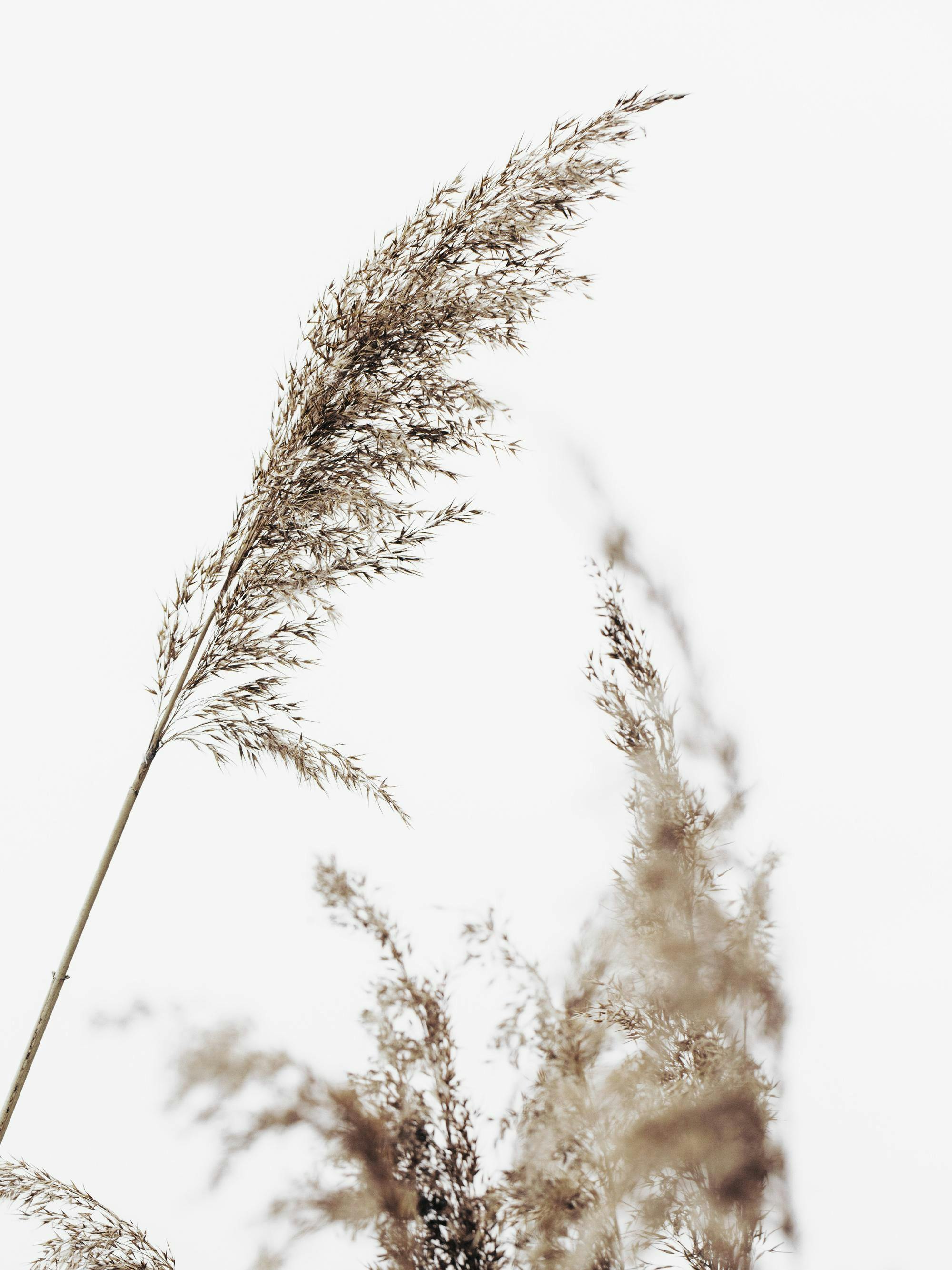 Un poster cu o imagine macro a unor tulpini de iarbă uscată, cu nuanțe de bej și maro, pe un fundal alb.