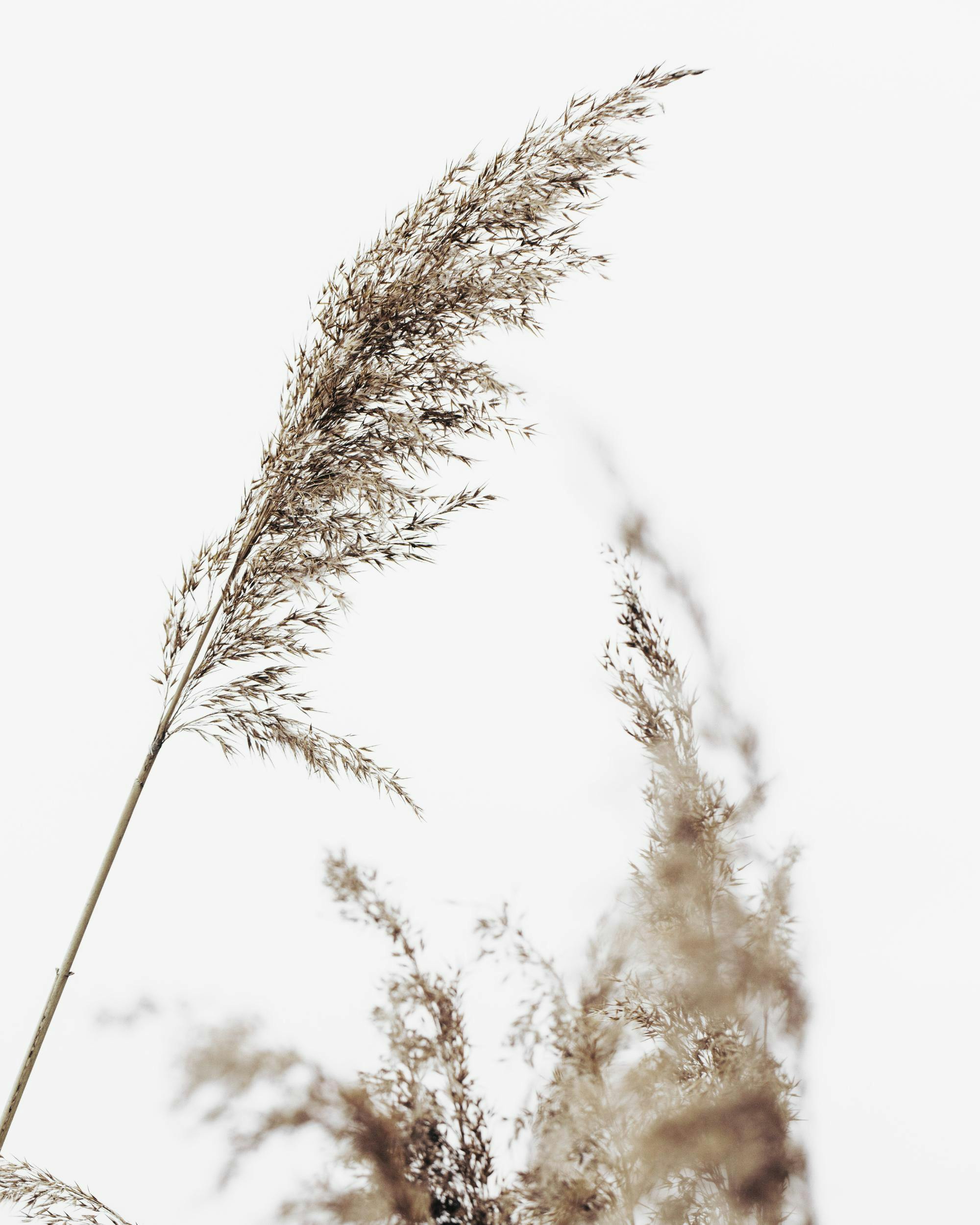 Poster mit Nahaufnahme von braunen Grashalmen, die sich anmutig vor einem hellen, weißen Hintergrund biegen.