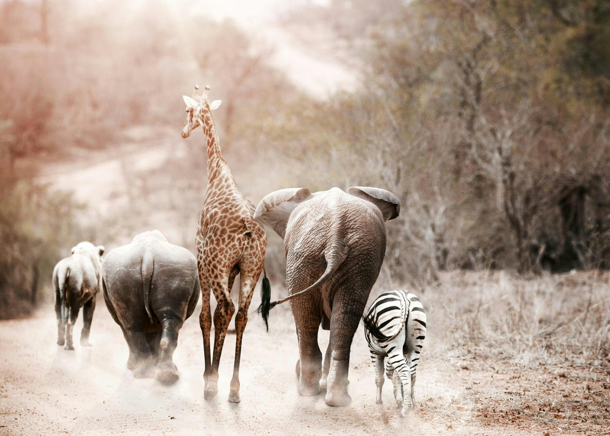 Poster danimaux sauvages dAfrique : girafe, éléphant, zèbre, rhinocéros marchant sur un chemin de terre.