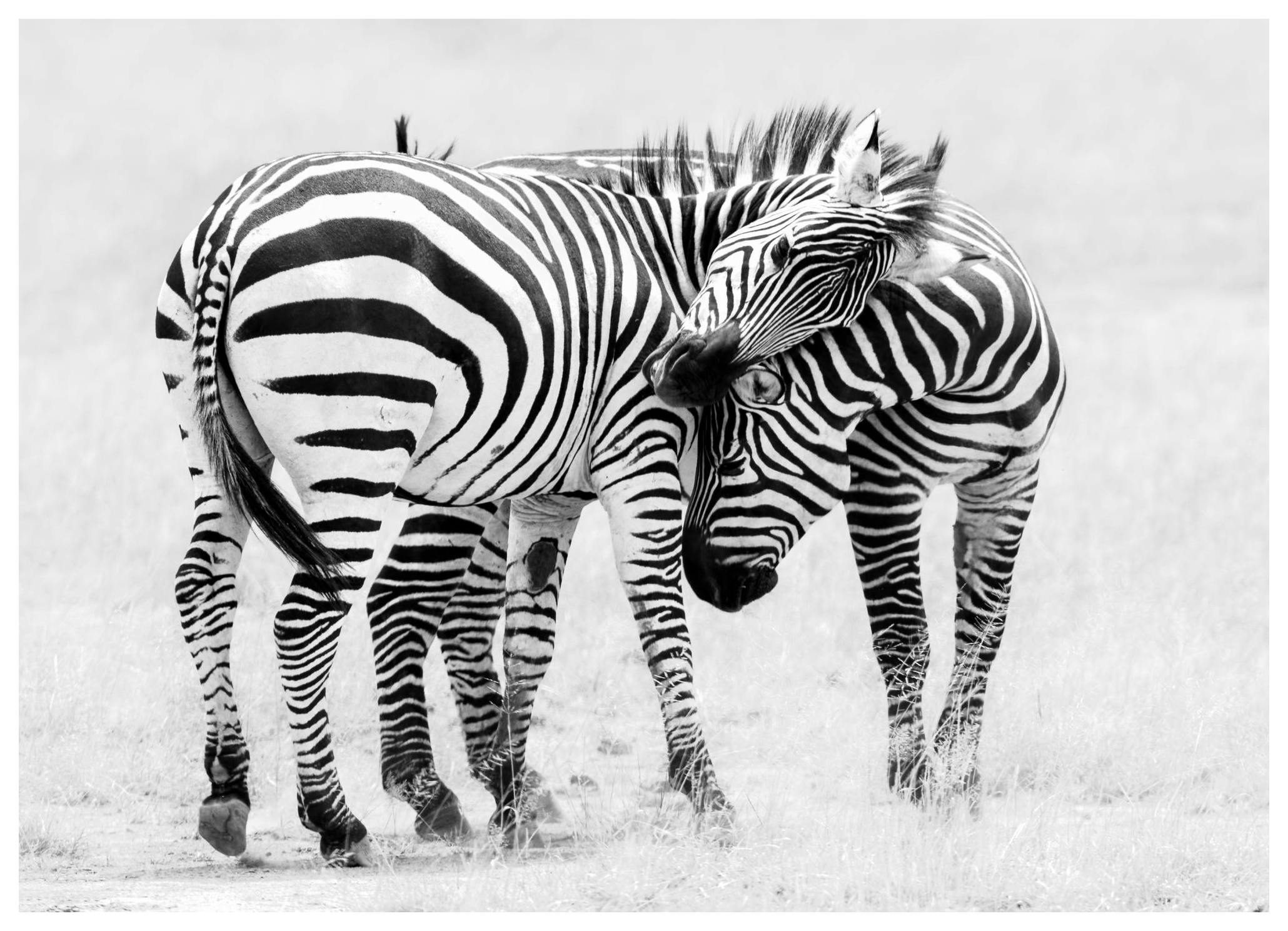 Prints Zebra Love Poster (30x40 cm) - Poster Store