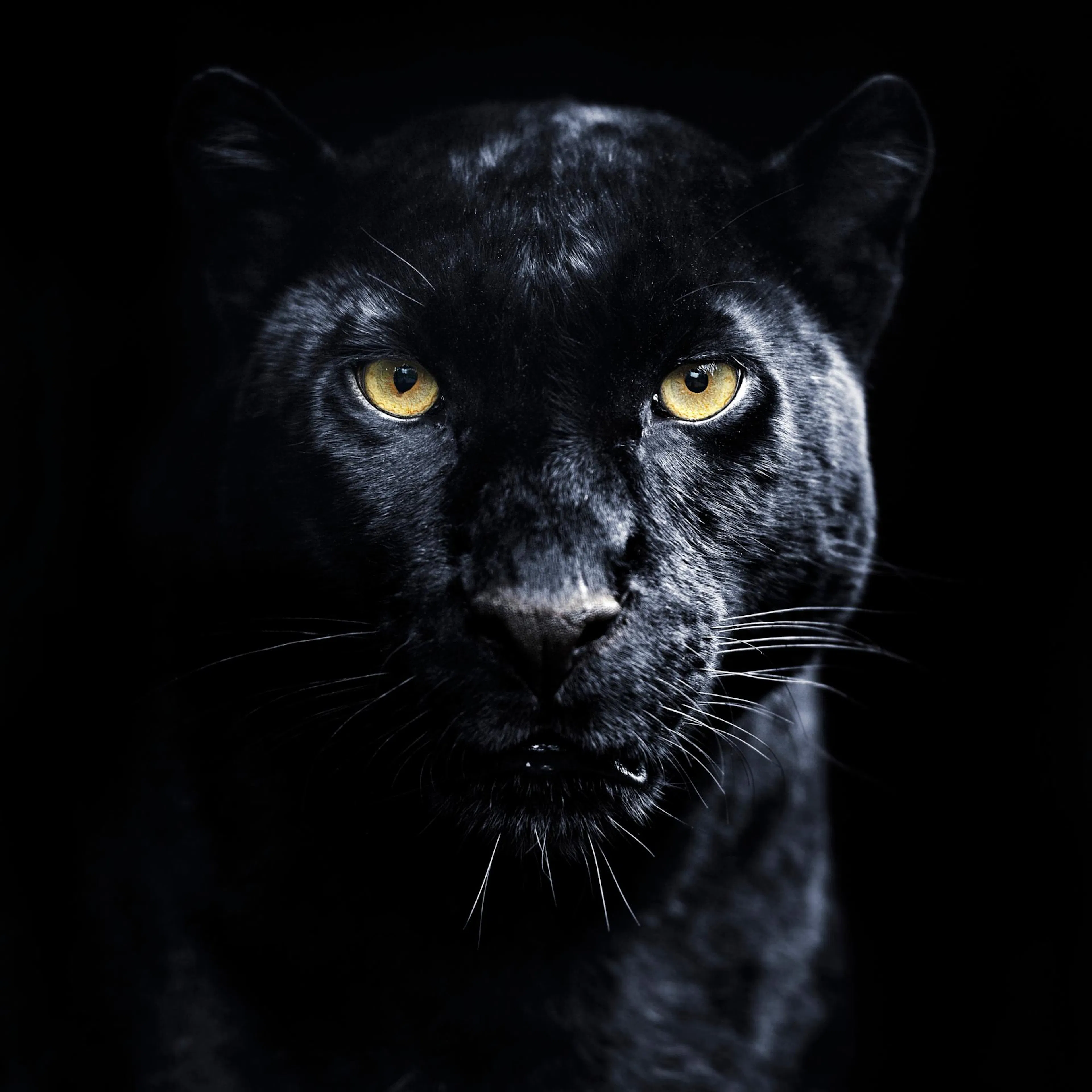Poster dune panthère noire aux yeux jaunes brillants, regardant fixement le spectateur sur fond sombre.