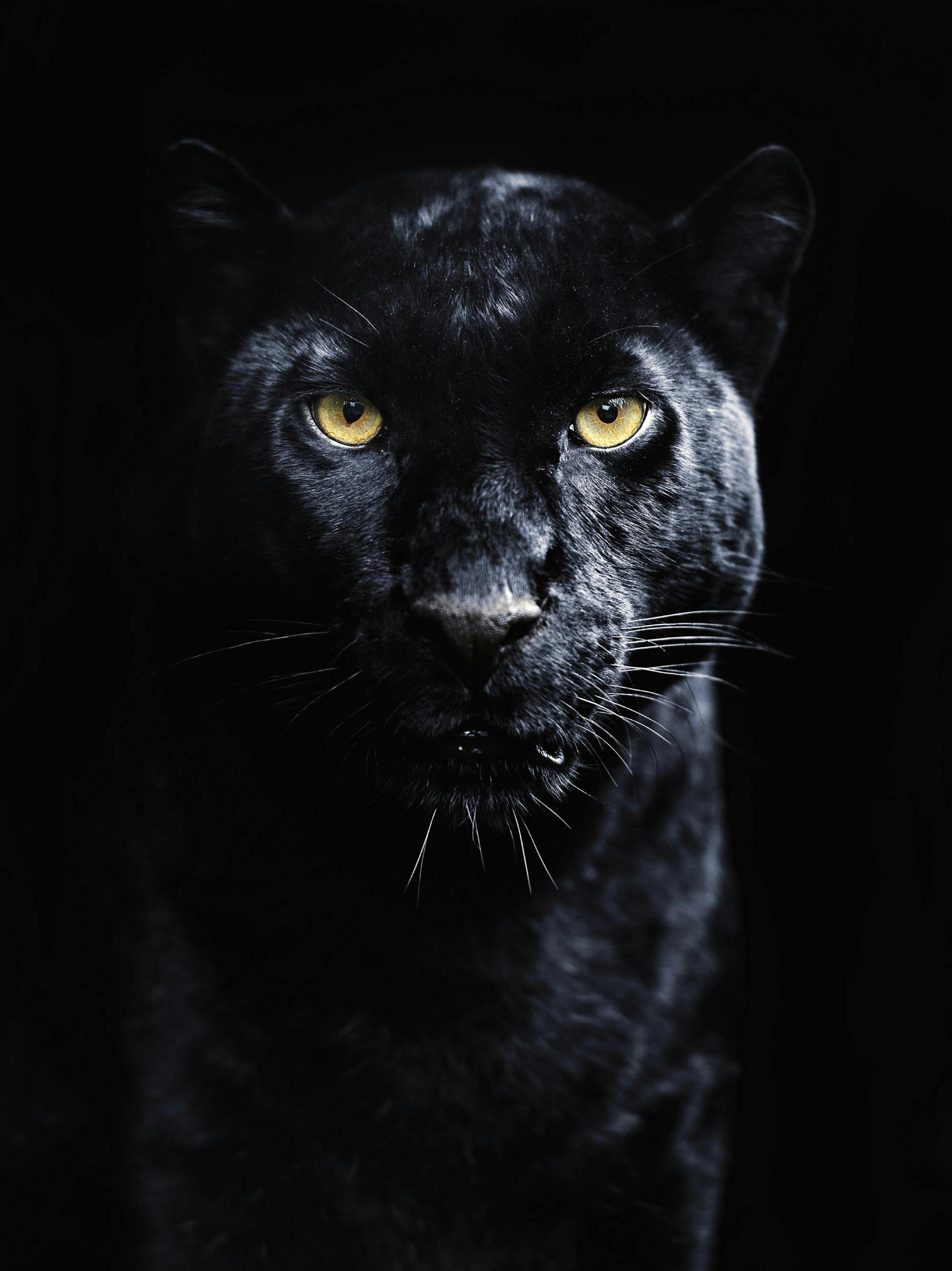 A poster featuring a black panthers head with piercing yellow eyes, set against a dark background.